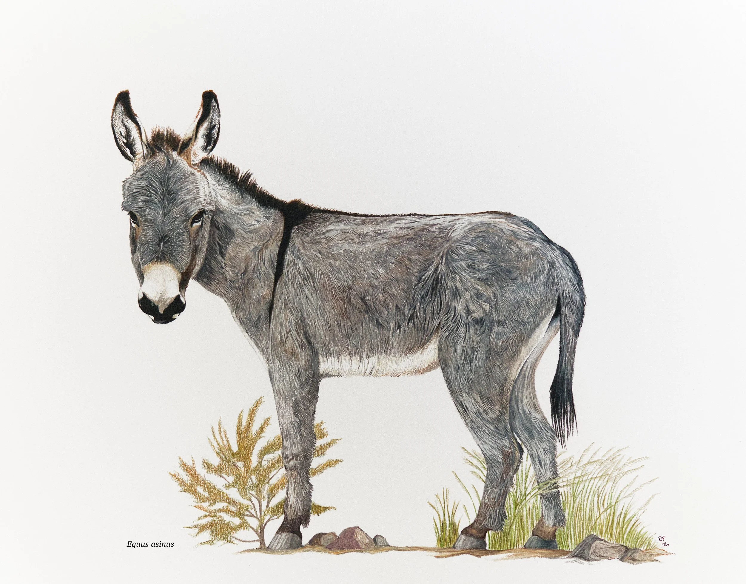 Feral Donkey