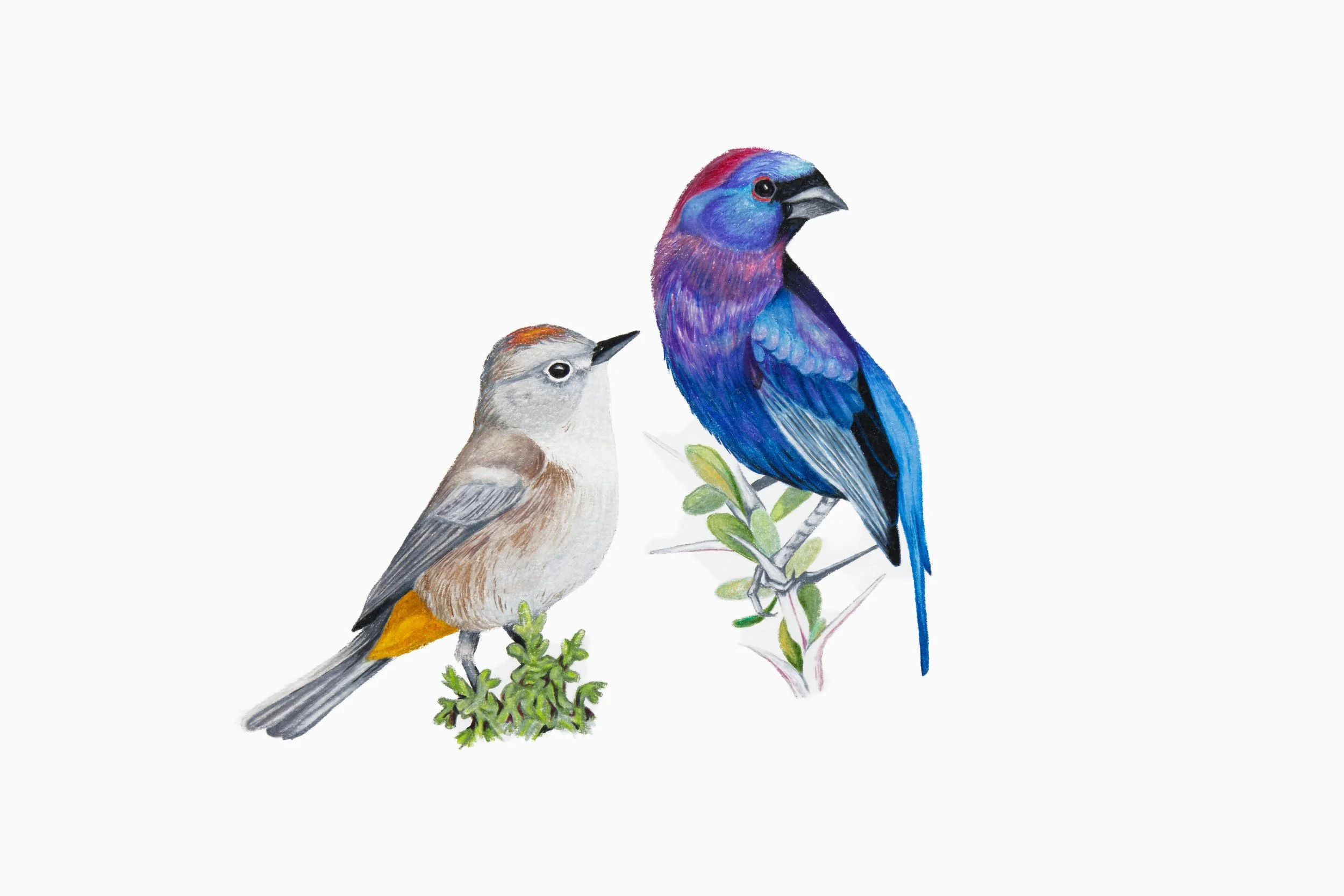 Colima Warbler and Varied Bunting