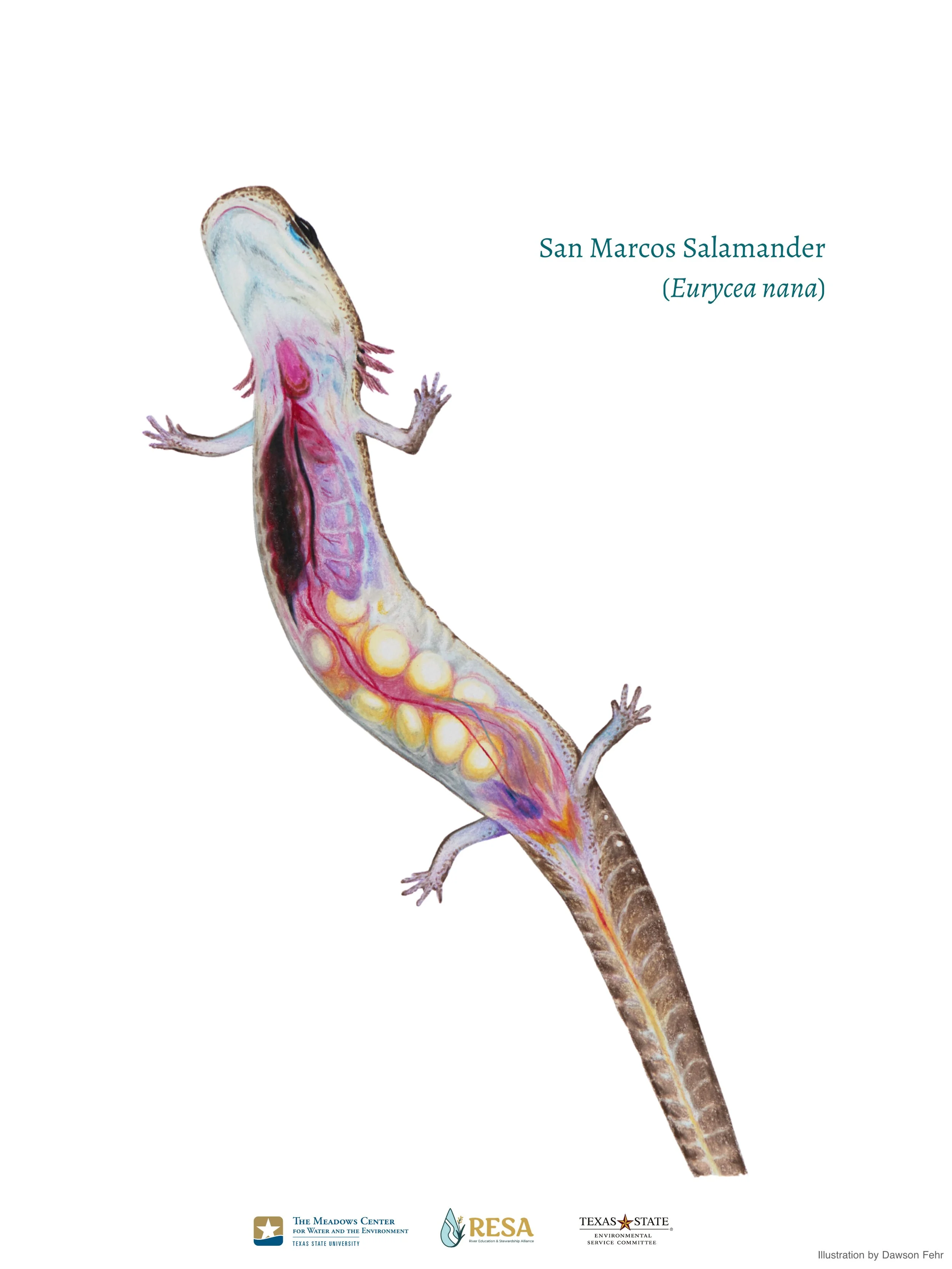 Additional San Marcos Salamander Illustrations
