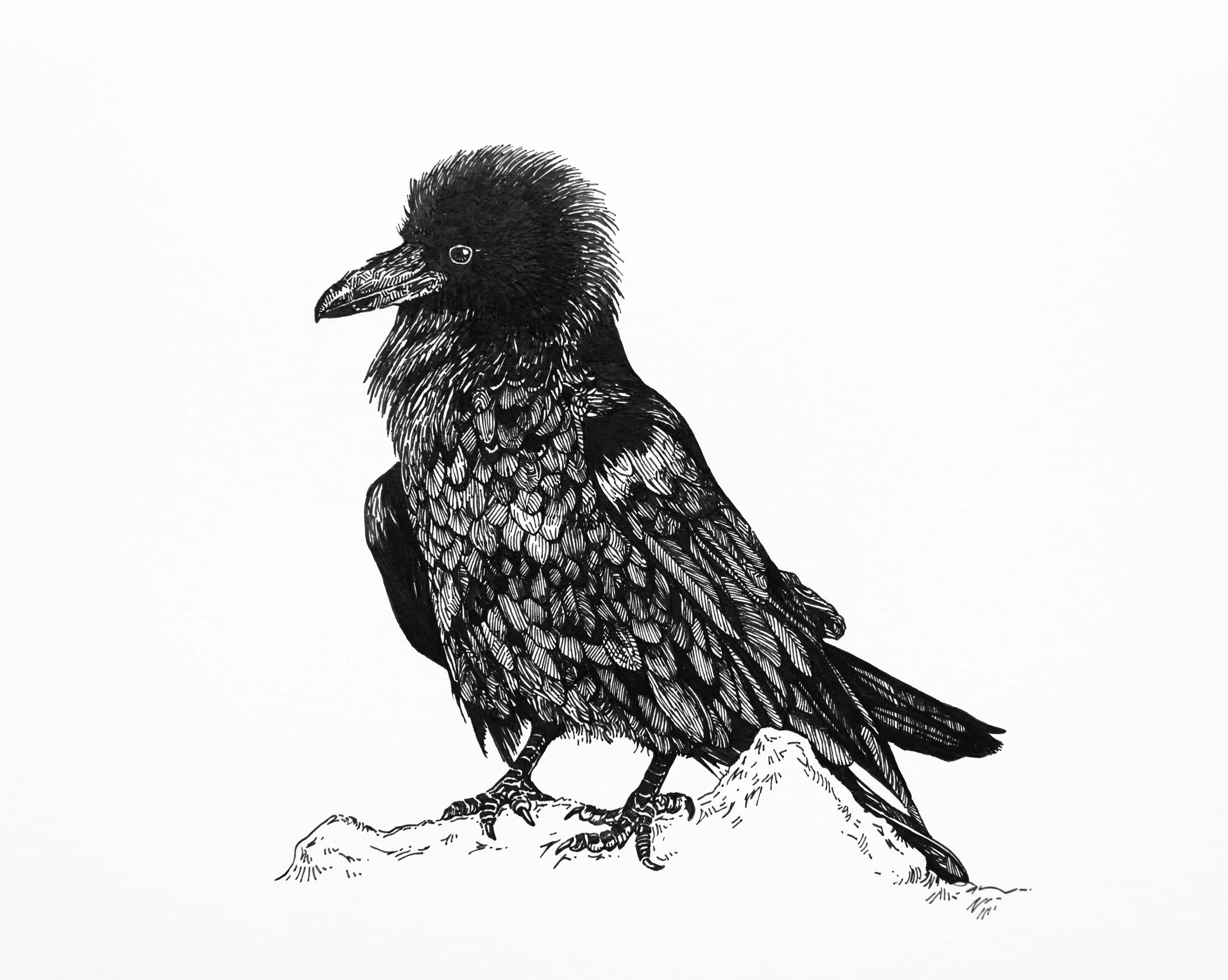 Common Raven