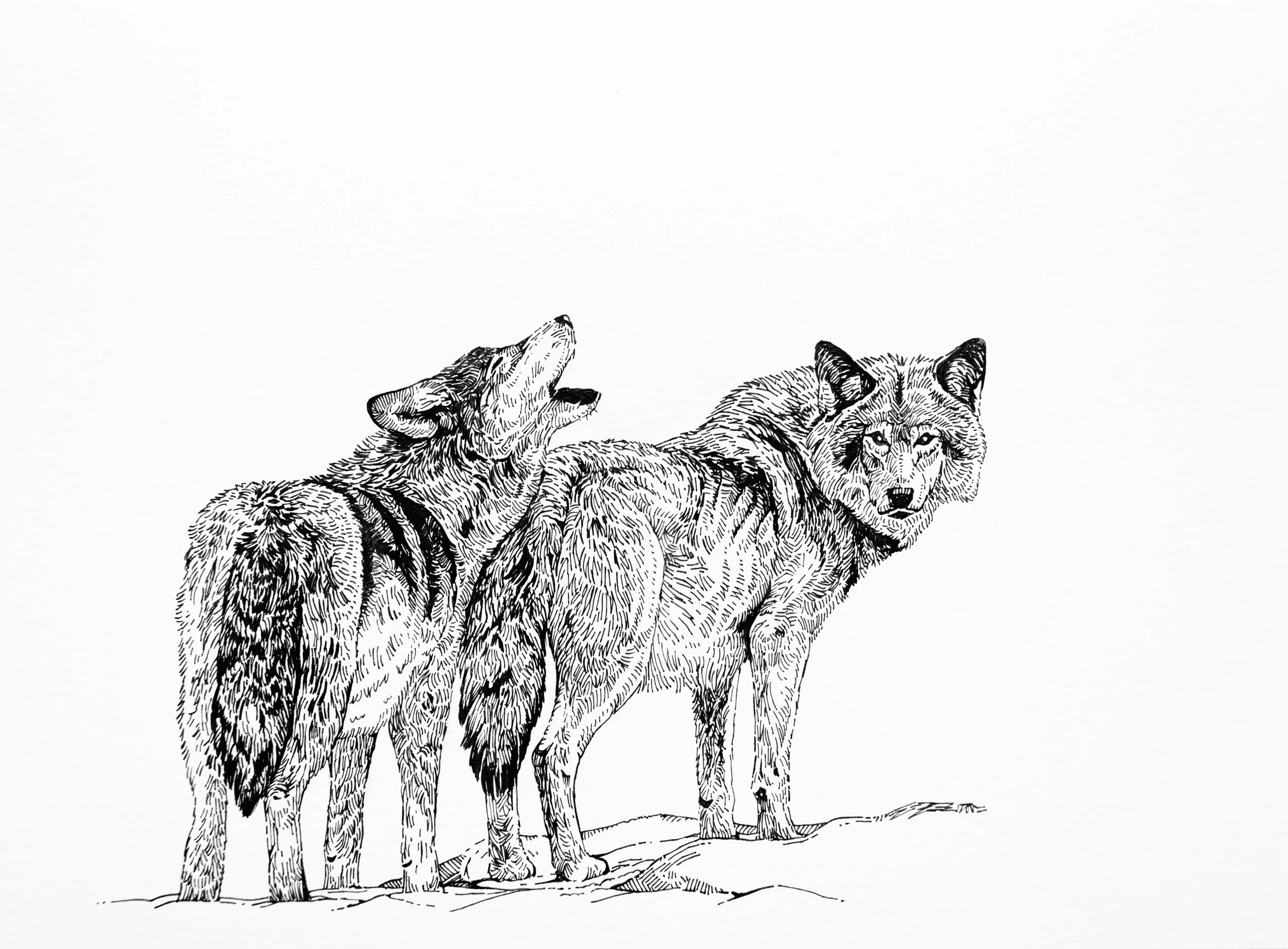 Grey Wolf