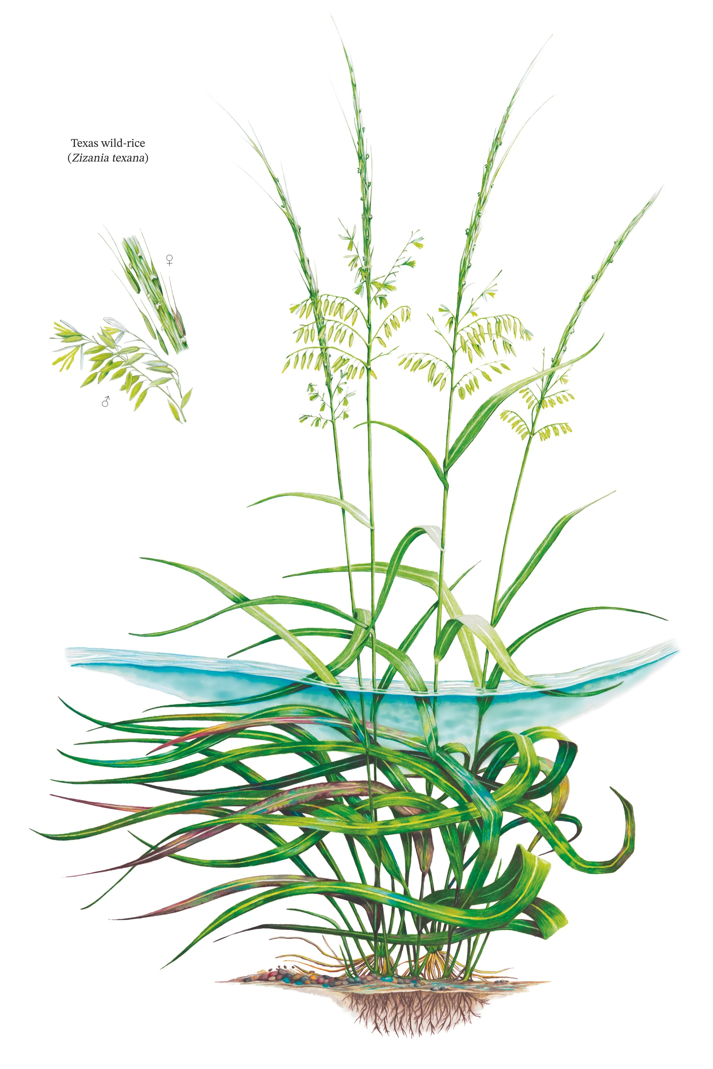 Texas wild-rice