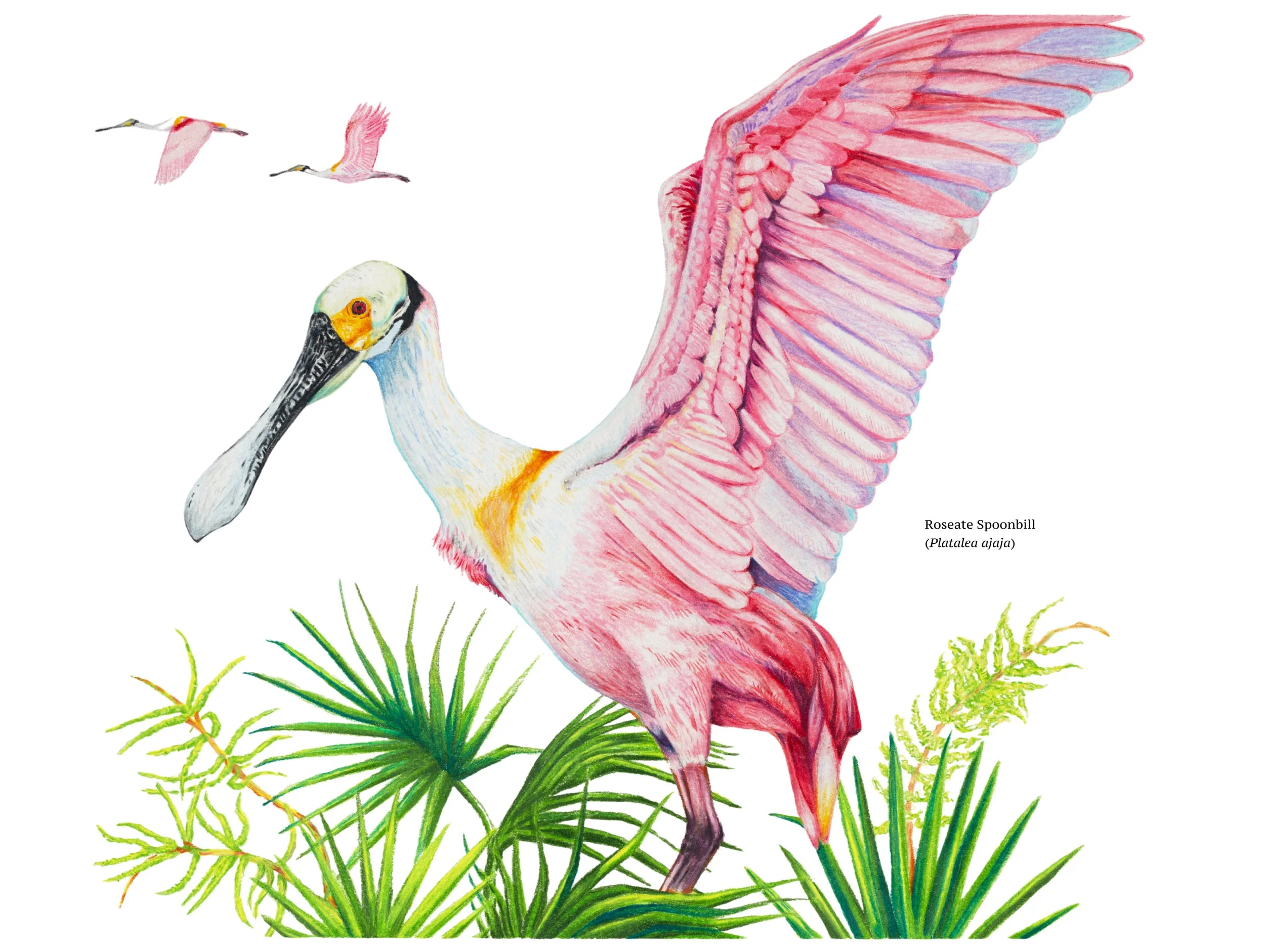 Roseate Spoonbill