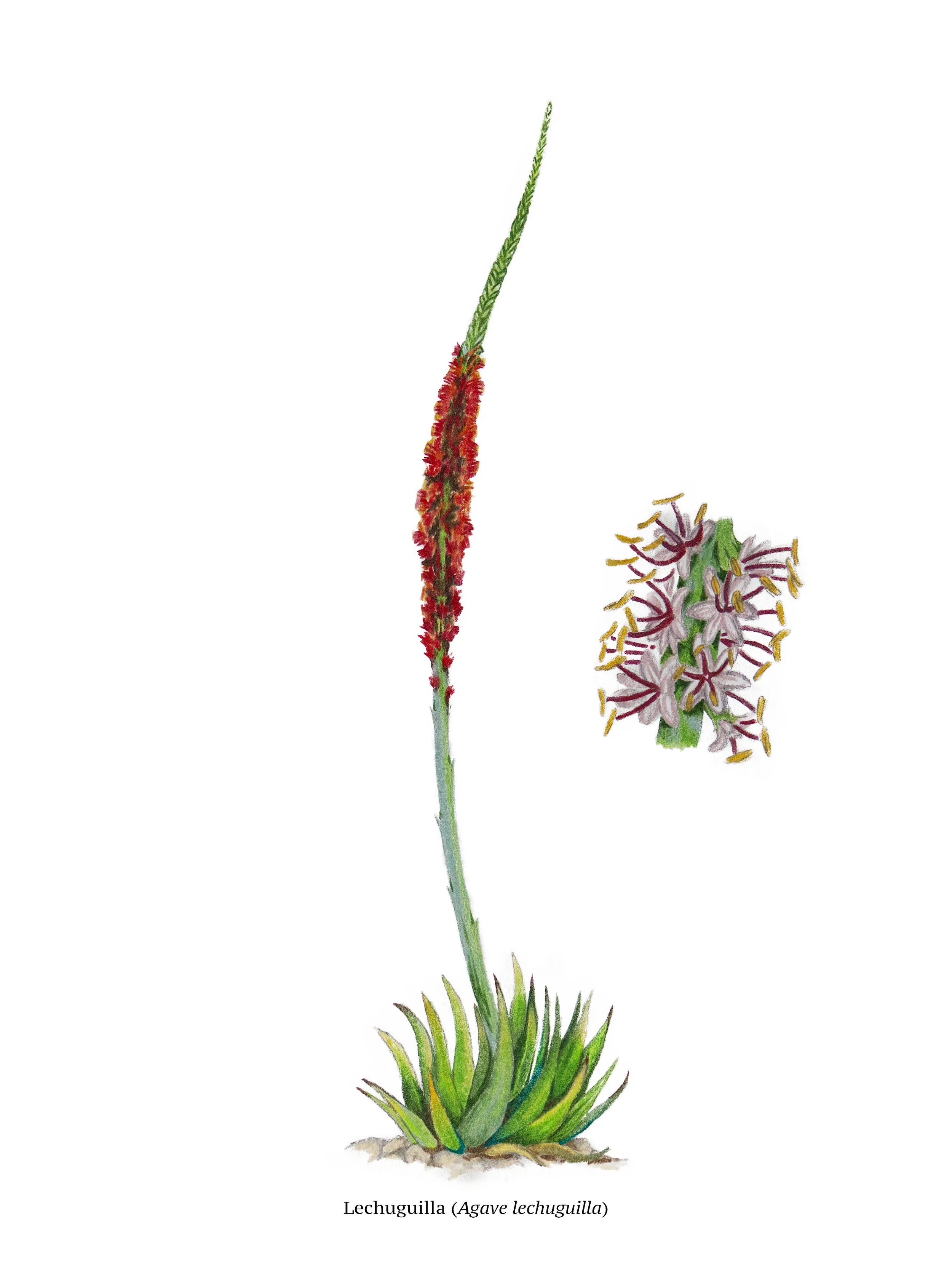 Lechuguilla