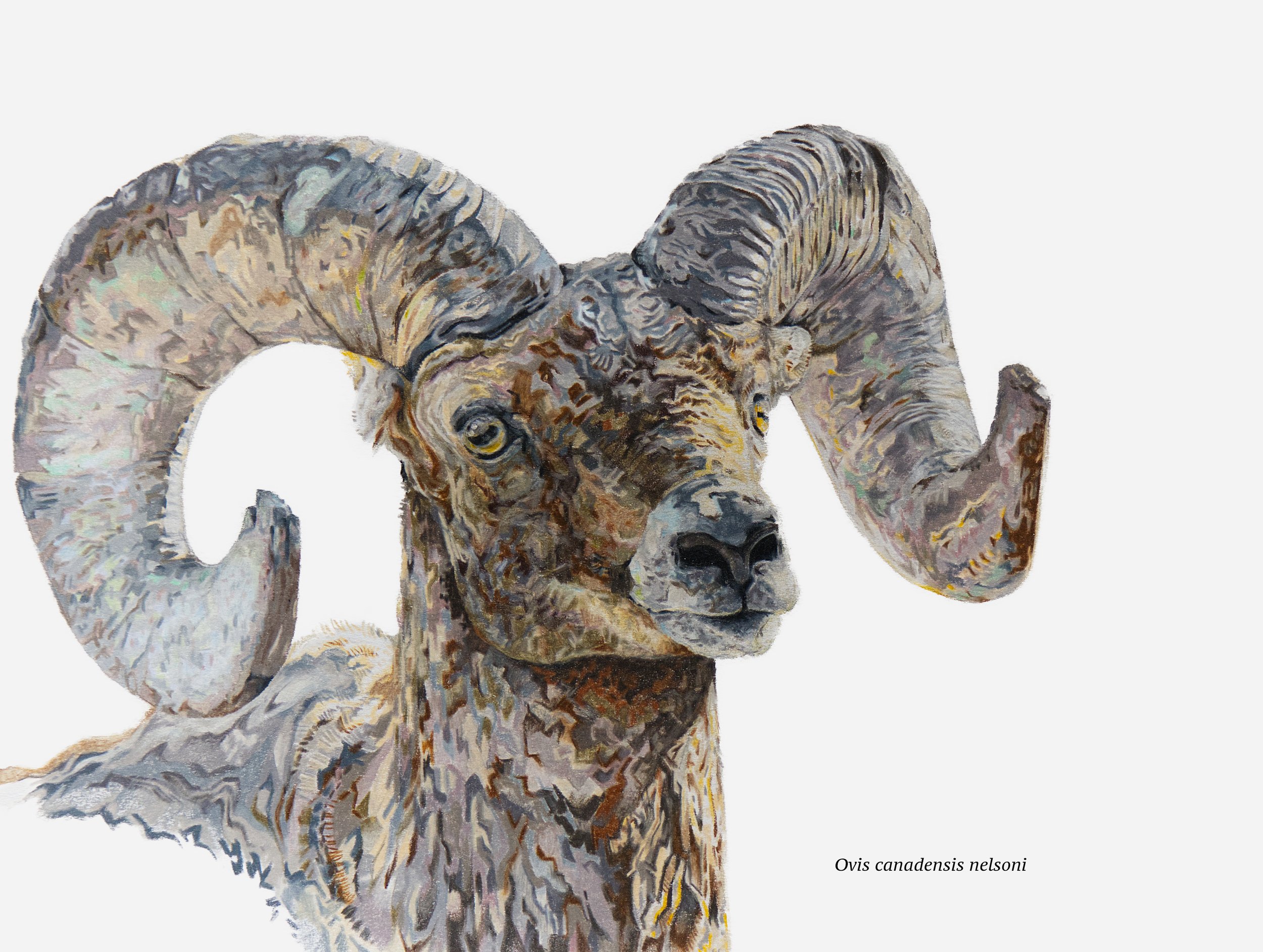 Desert Bighorn Sheep