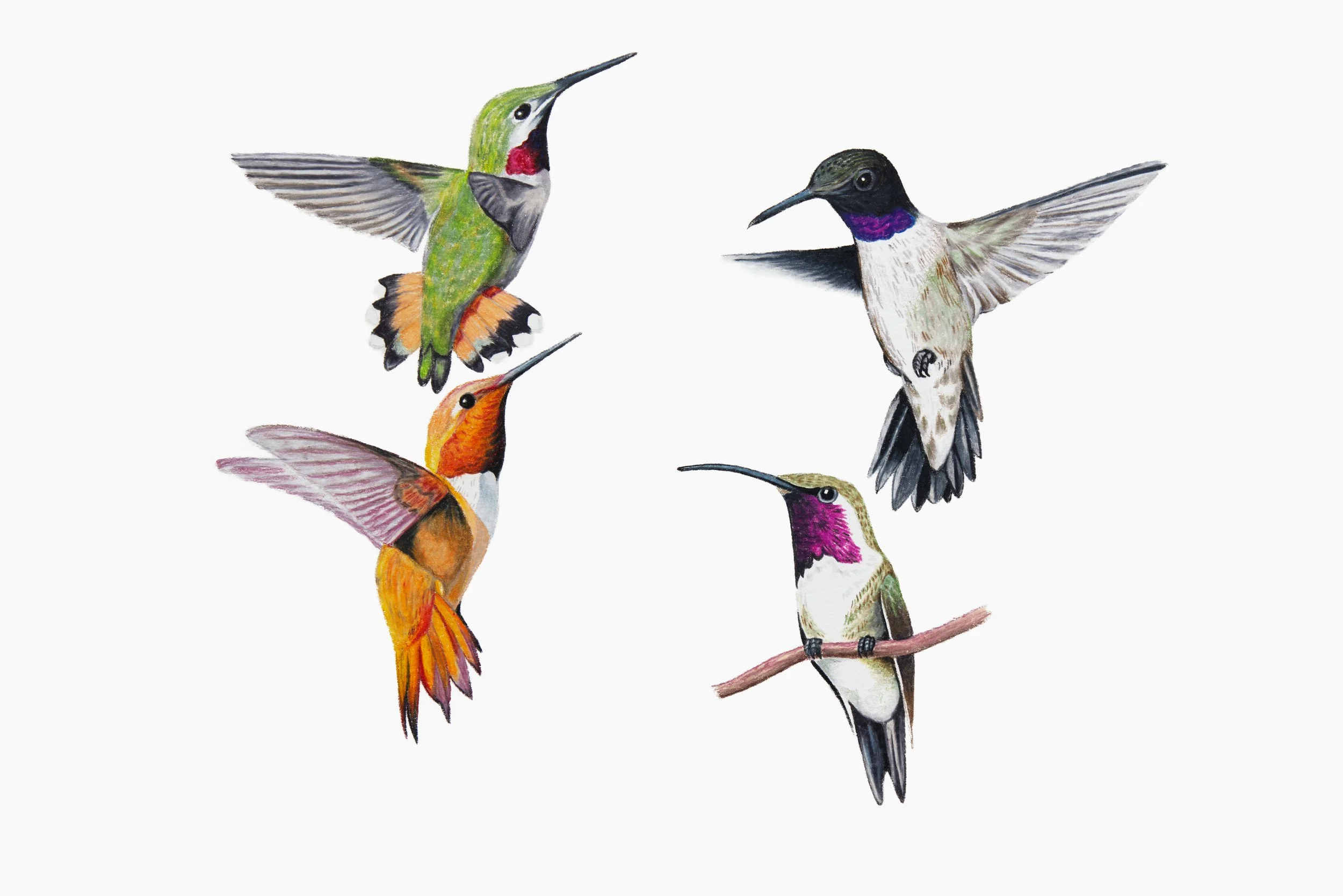 Iconic Hummingbirds of Big Bend NP
