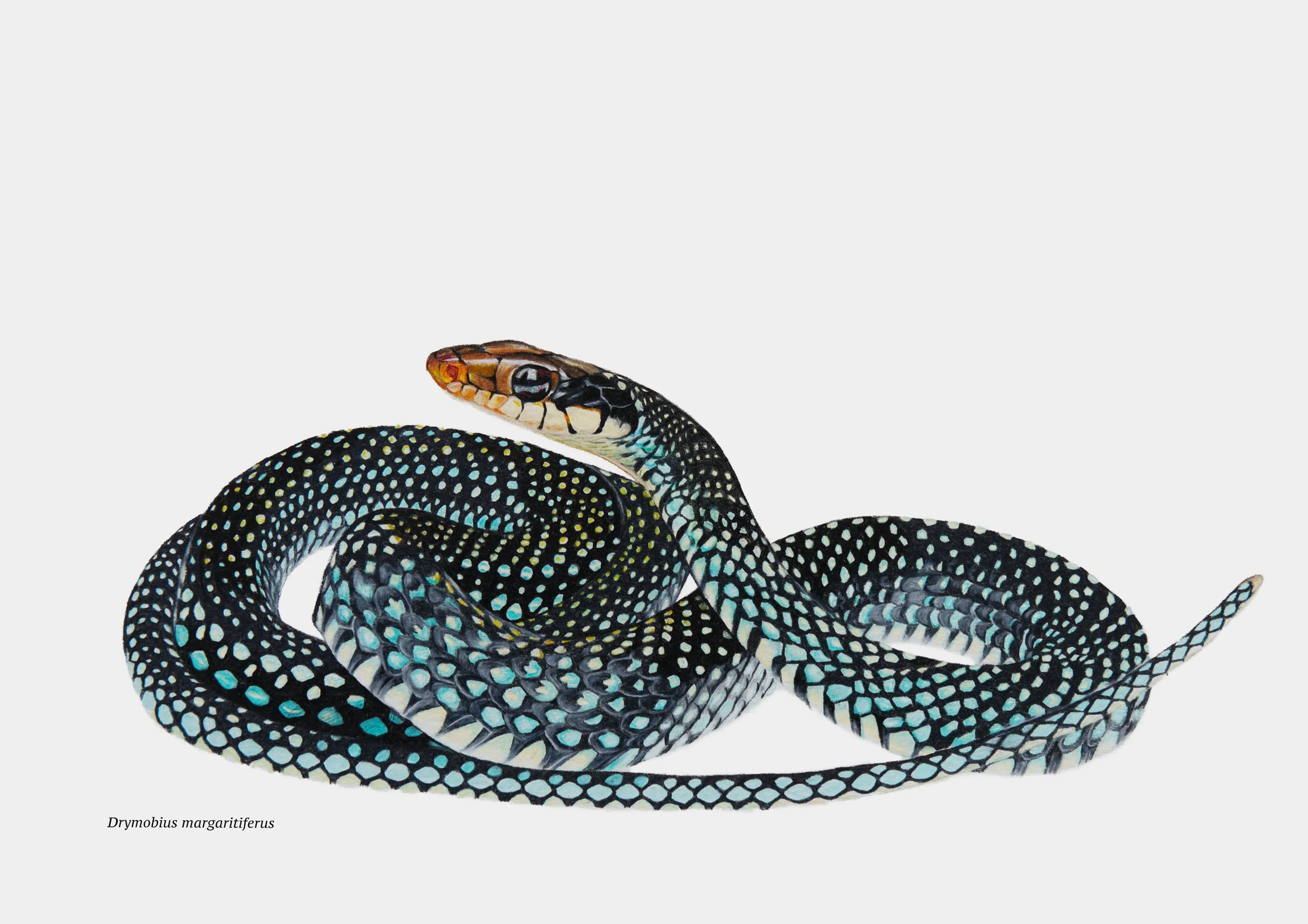 Speckled Racer