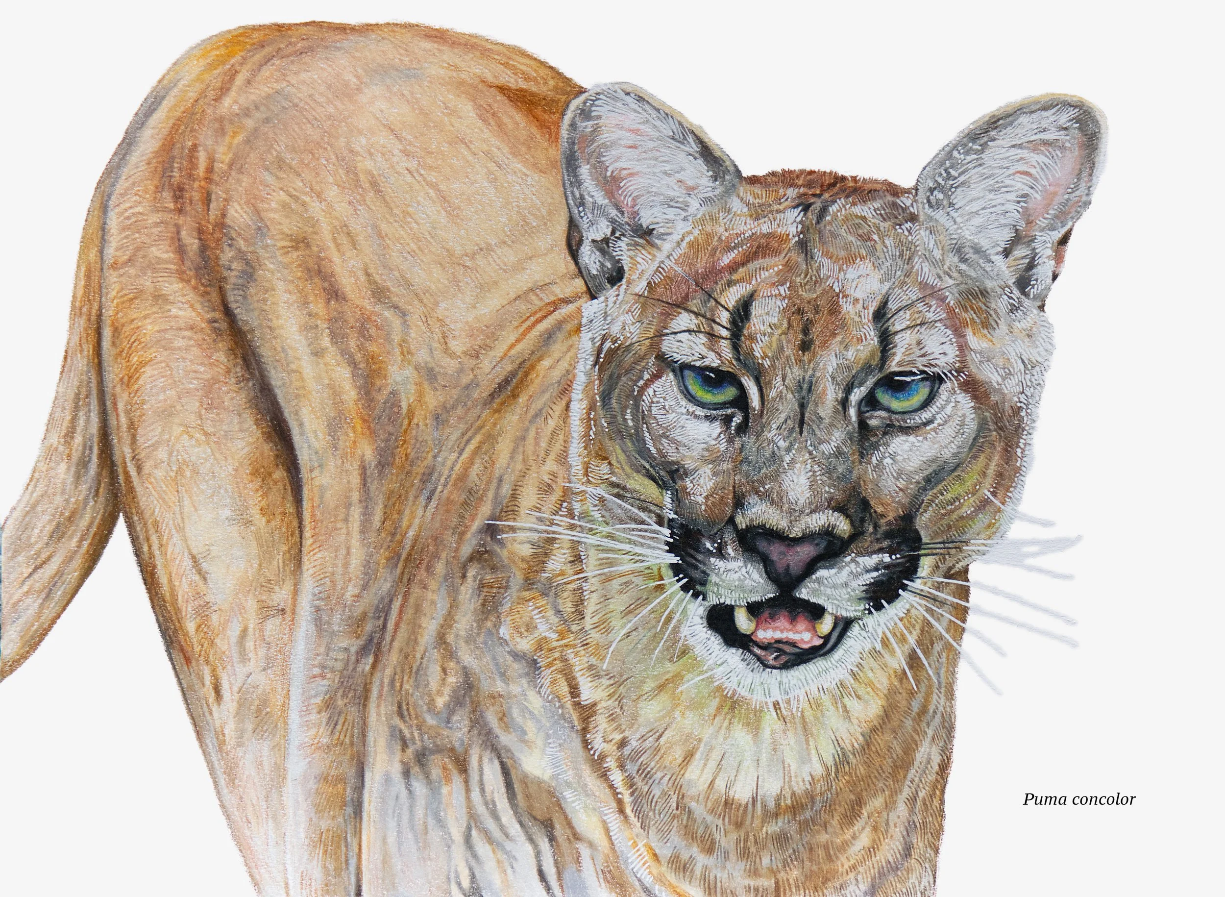 Mountain Lion