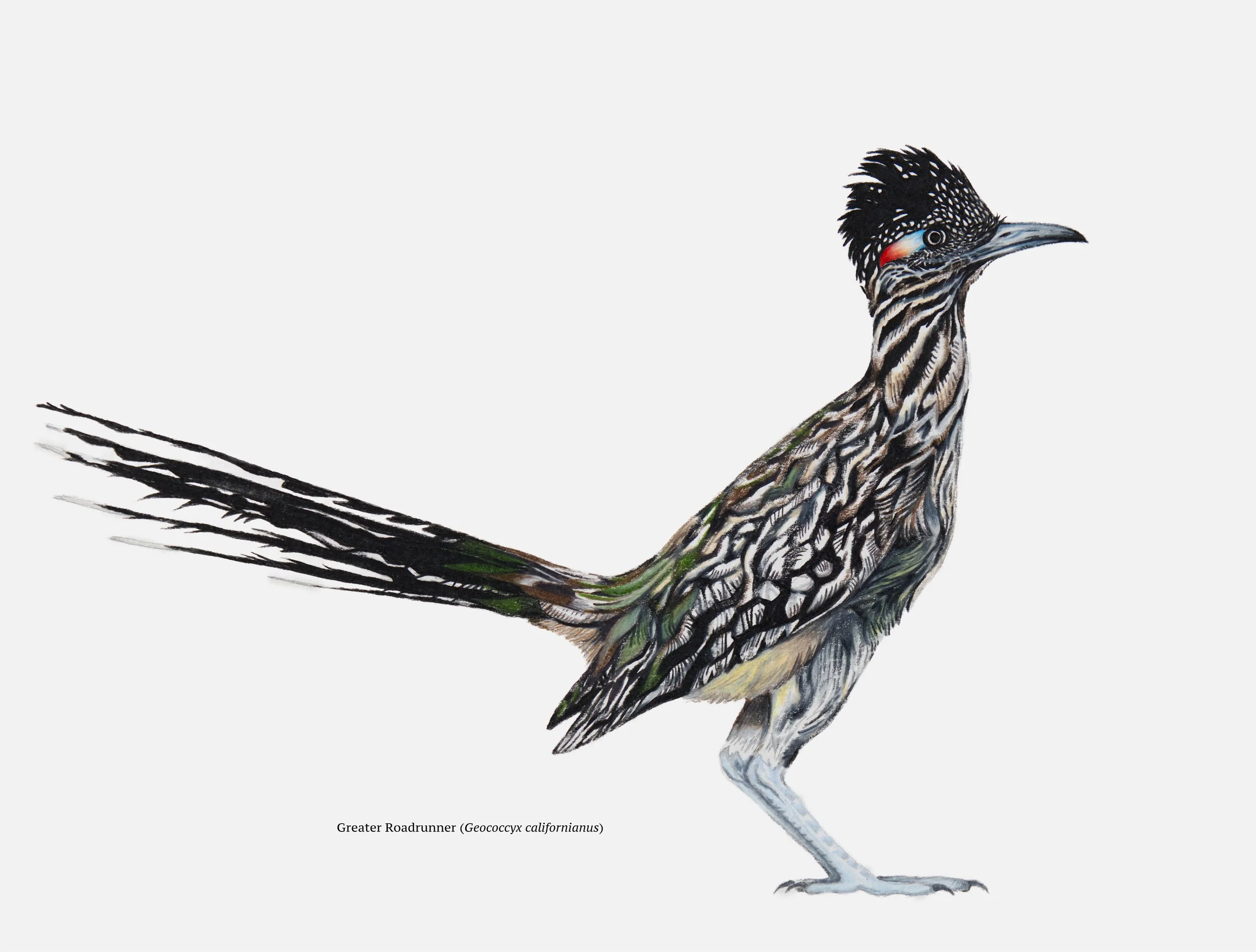 Greater Roadrunner