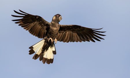 Planting trees one placement at a time.