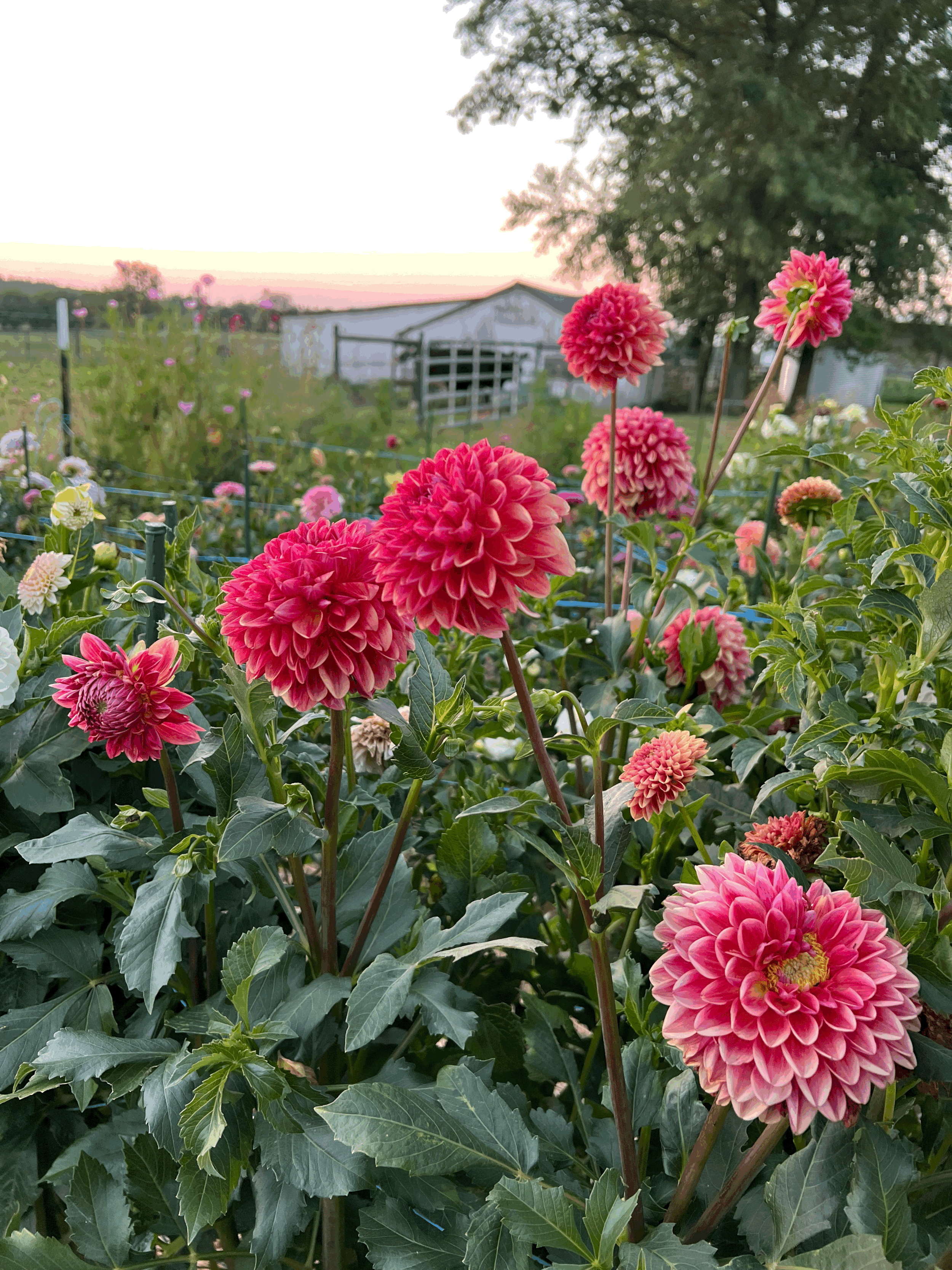How to grow dahlias: A beginner’s guide. 