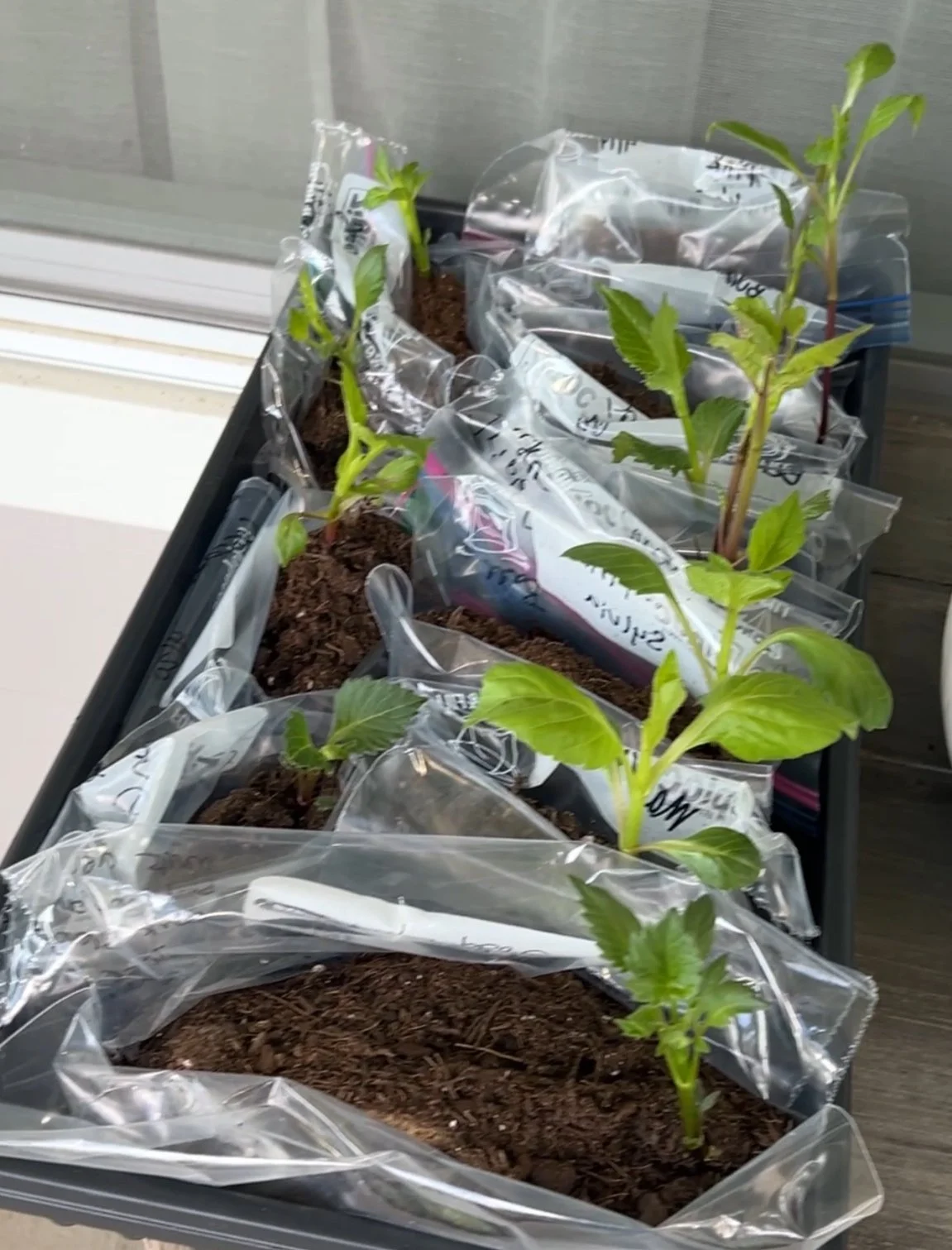 Why I pre-sprout dahlia tubers 