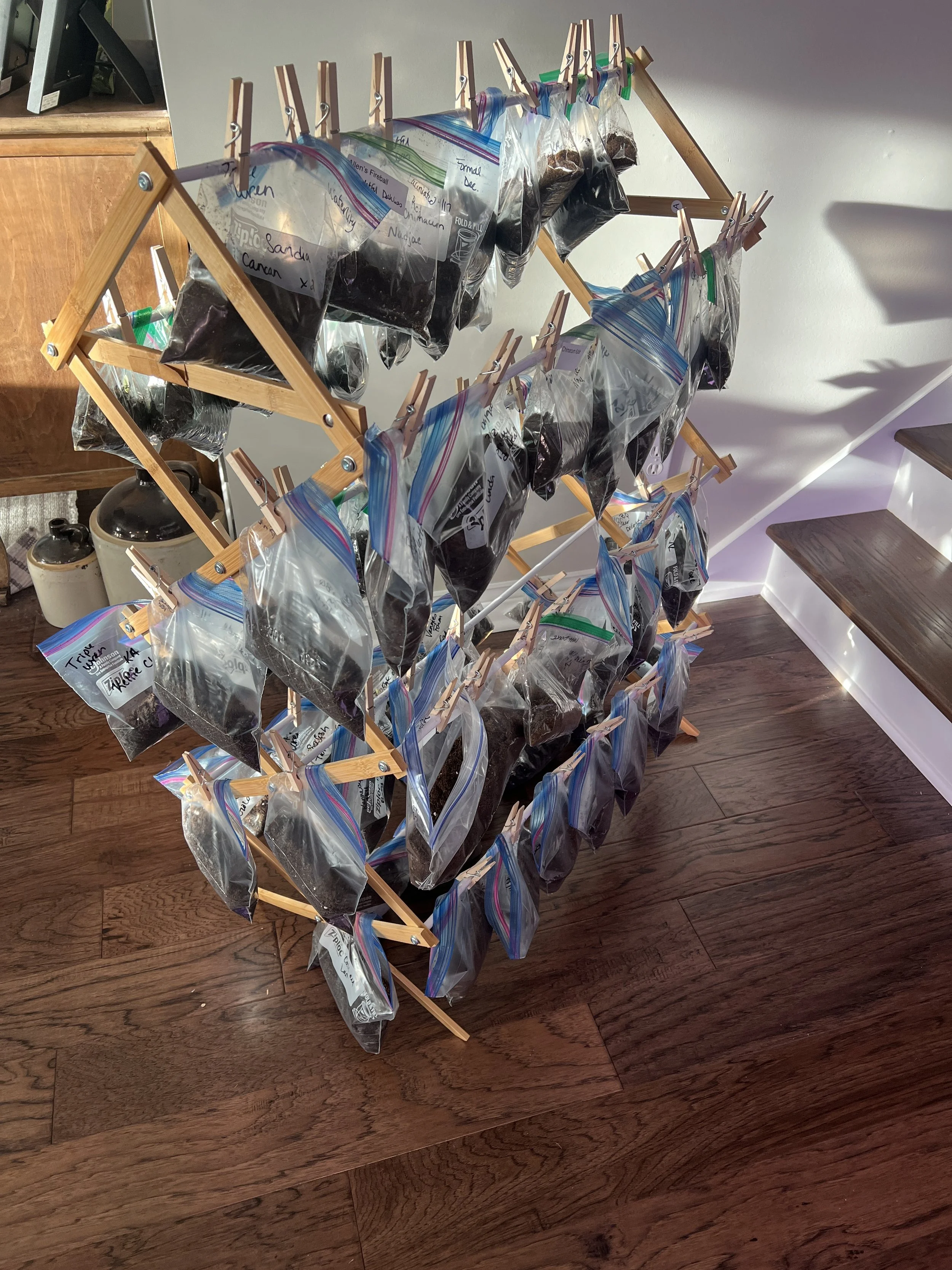 How to Pre-Sprout Dahlia Tubers Using the Baggie Method