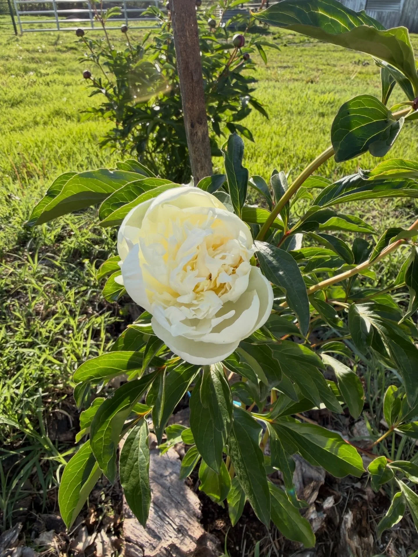 I cut the first peony bloom of the season this morning! This white one is new to me this year and I was going to leave it on the plant but I have a wedding this weekend so I cut it to use in my bridal bouquet. 

I&rsquo;ve also been doing some planti