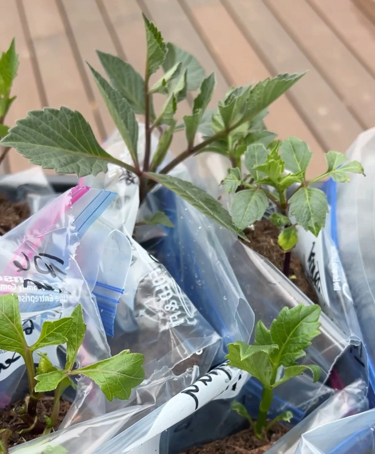 dahlia's grown using the baggie method