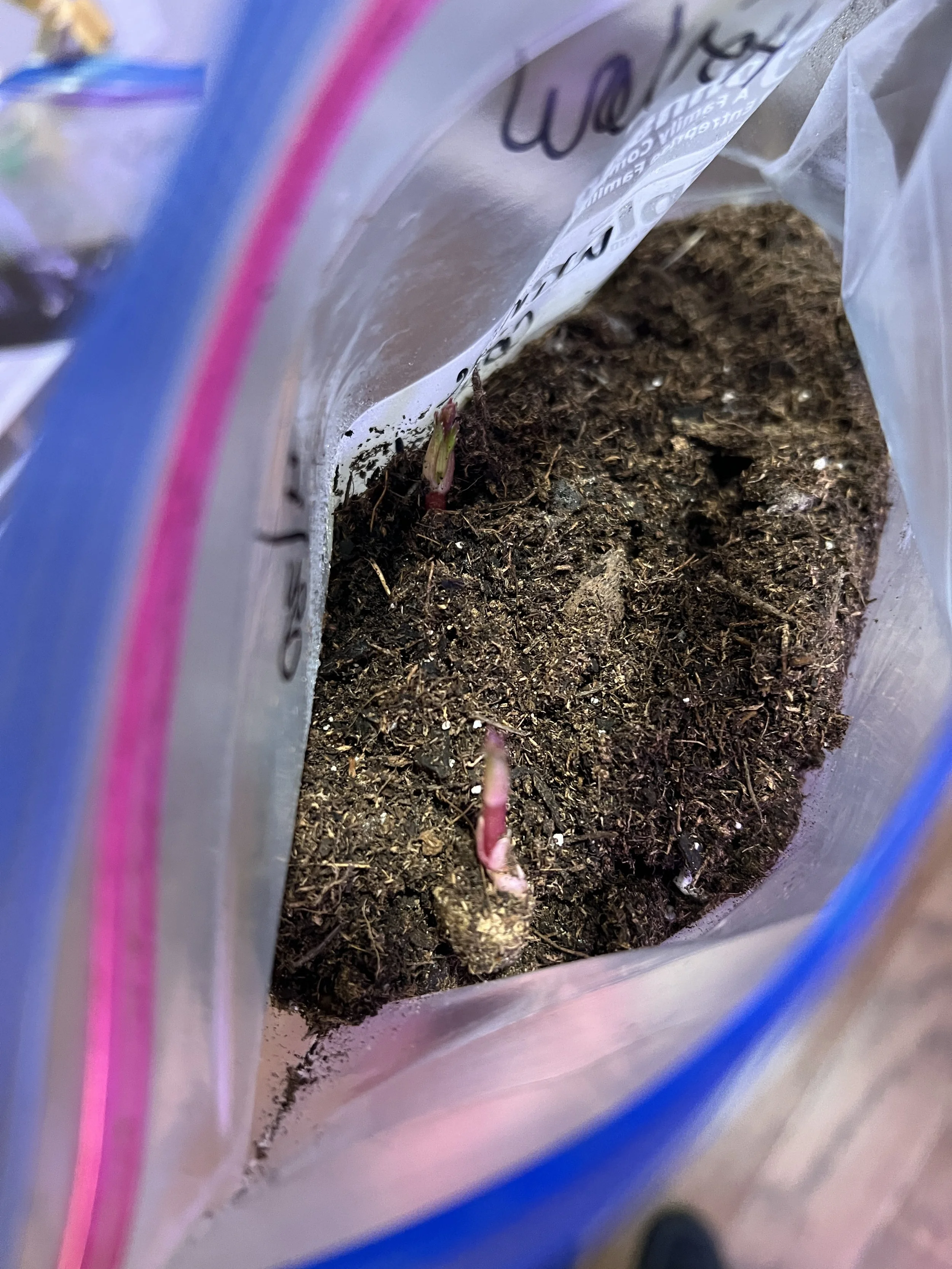 Pre-sprouted dahlia tuber inside sandwich bag with soil
