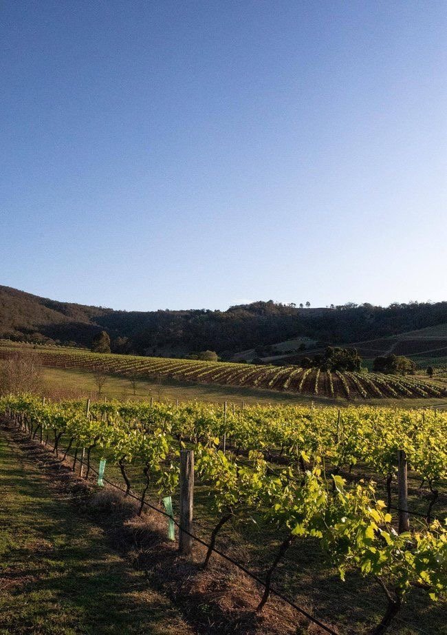 Vineyard with rows of grapevines on a hillside under a clear blue sky.