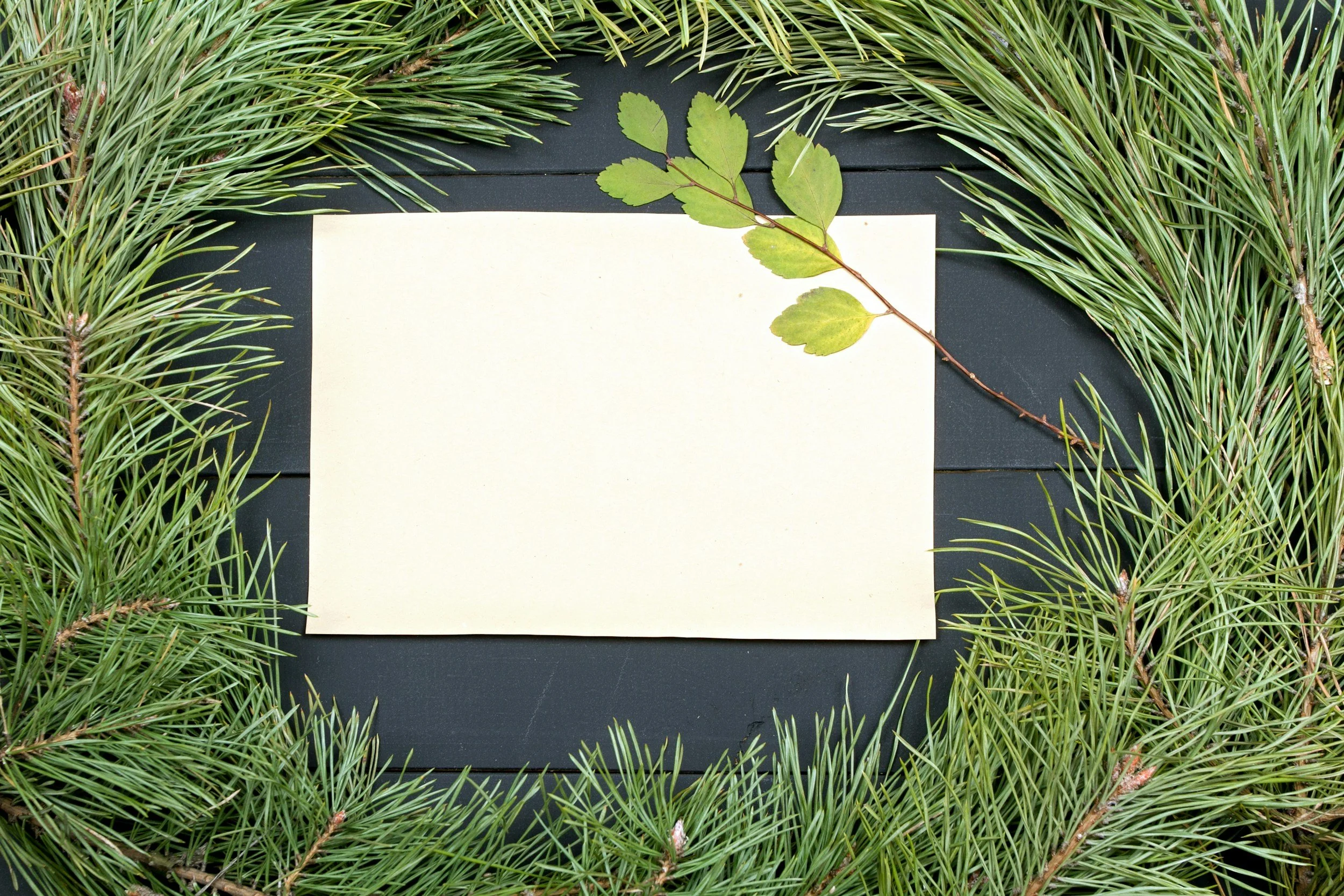 A blank off-white paper surrounded by green pine branches and a single green leaf with a reddish stem, all placed on a dark surface.