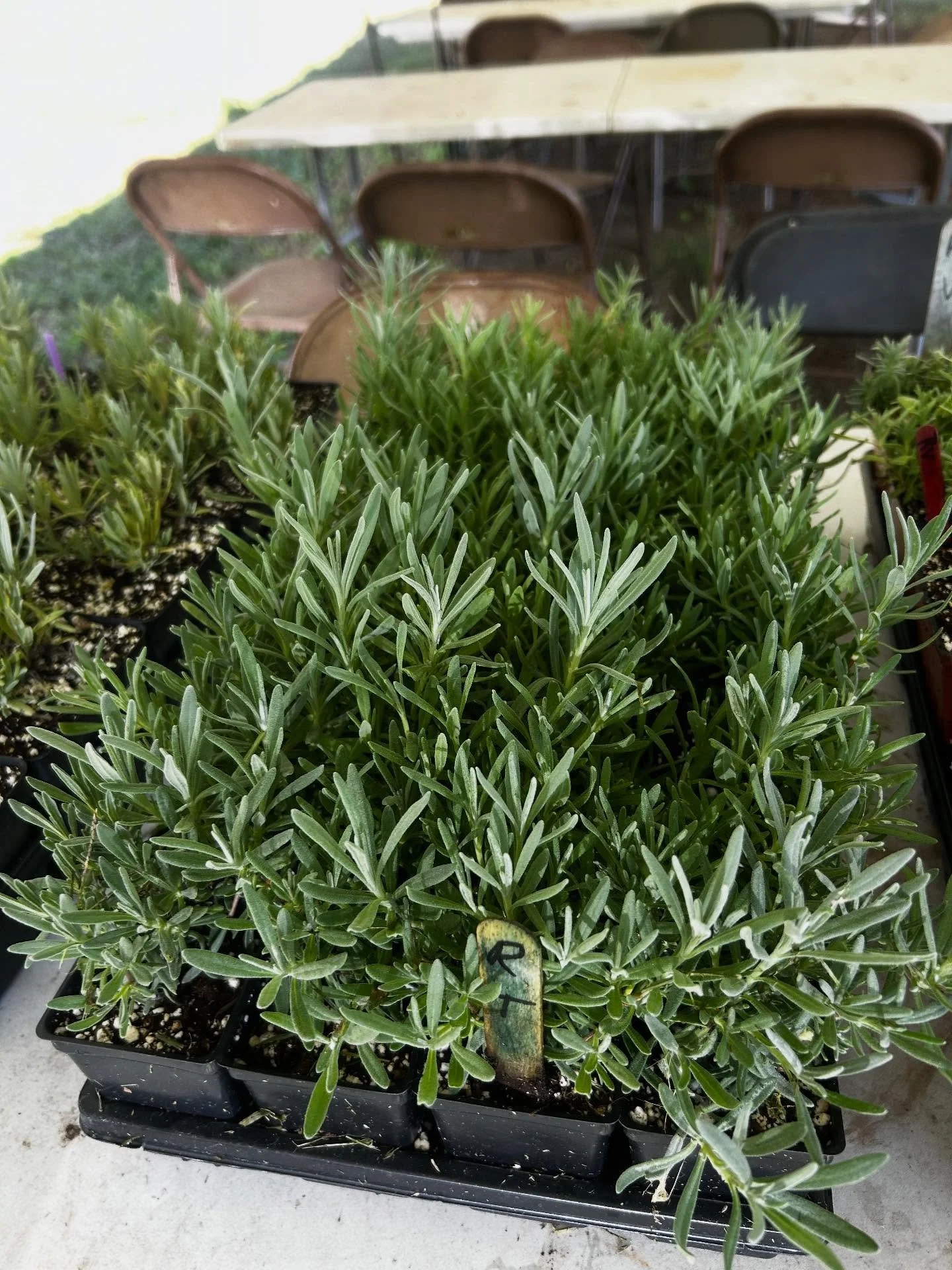 Fall Lavender Plant Sale! 11-11:30 OR message us to put in your order for pick up!  #farmersdaughteratkeepercreek📍