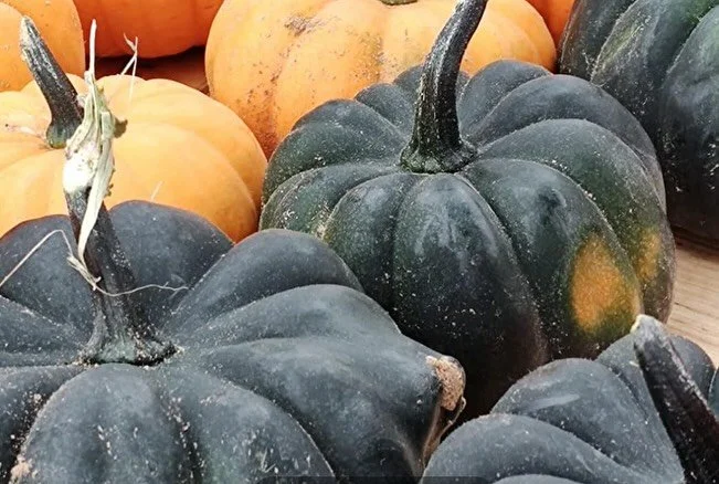 Officially gearing up for tomorrow’s market!! We will be back at Salisbury Farmers Market starting tomorrow with end of summer season items like peppers and tomatoes to fall staples like fresh greens, root veggies, pumpkins and winter squash! W