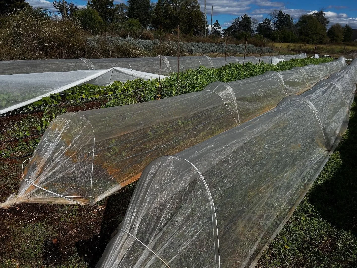 Due to scheduling conflicts we will NOT be at the market THIS Saturday-11/1!! We are sorry for the inconvenience and plan on being back the following Saturday 11/8! If you need something in the meantime, let us know!! We can meet you or leave it for 