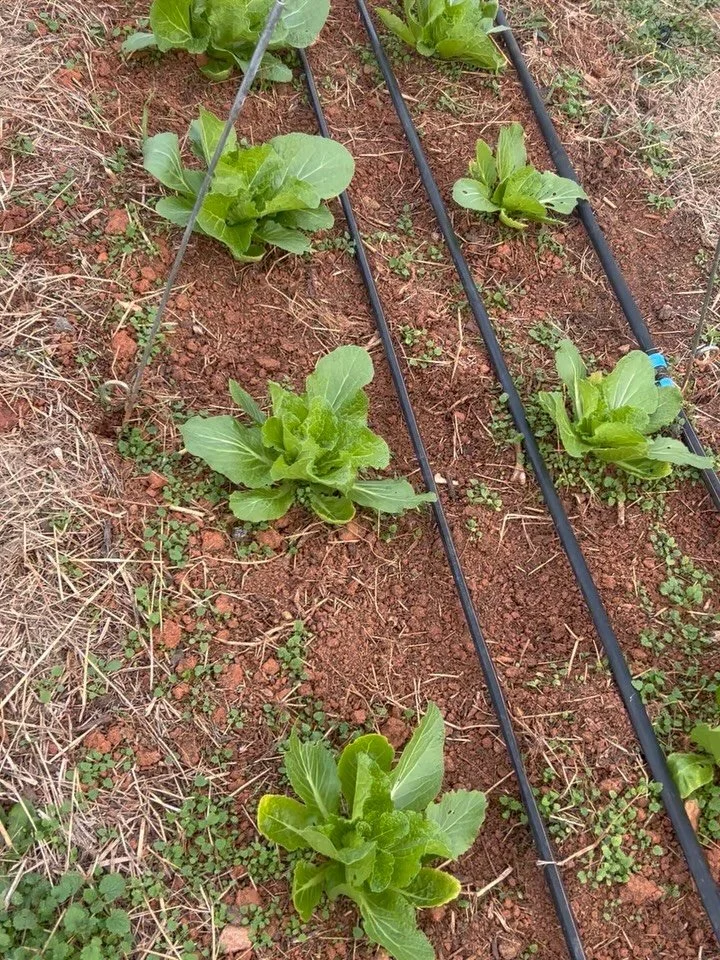 Prayers for everyone&rsquo;s crops tonight! We covered all we could and there&rsquo;s still a lot left uncovered- it&rsquo;s in God&rsquo;s hands and though we hate to lose them we trust He will provide! 🙏 🥶 #itsfreezingoutside❄️