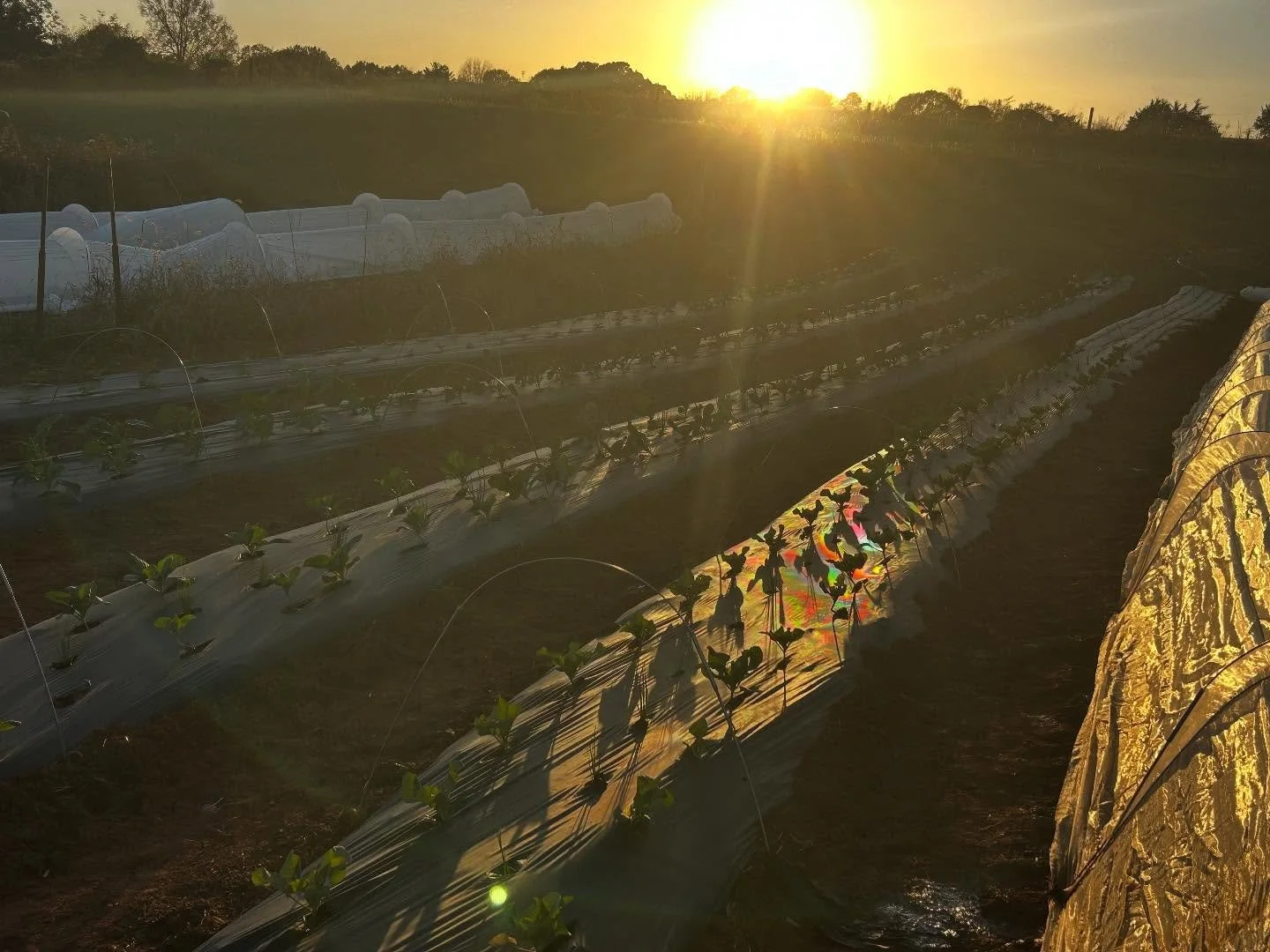 Good Friday Morning Everyone! We wanted to give a couple updates! Firstly, we will NOT be at the farmers market TOMORROW Sat 11/15. Jason has a work event and I had already committed to being at another event with our lavender products in Cleveland. 