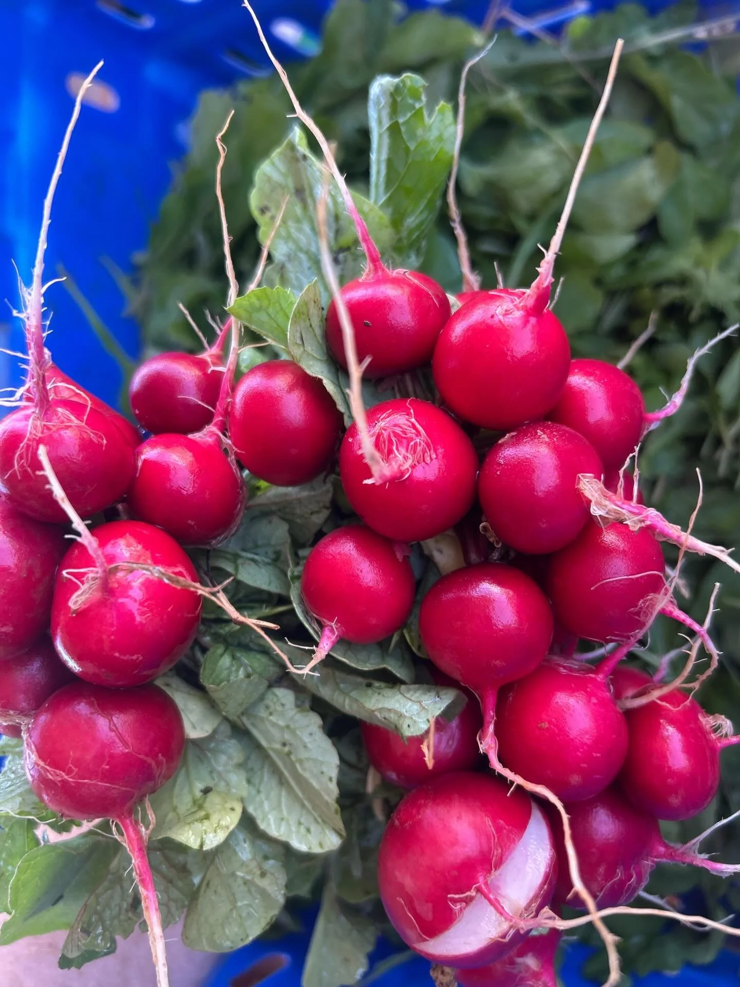 Looking forward to seeing everyone TOMORROW at the Salisbury Farmer&rsquo;s Market!! We will be there with produce and lavender products!! Come see us and get next week&rsquo;s food needs that are sure to be flavorful and delicious! We will be there 