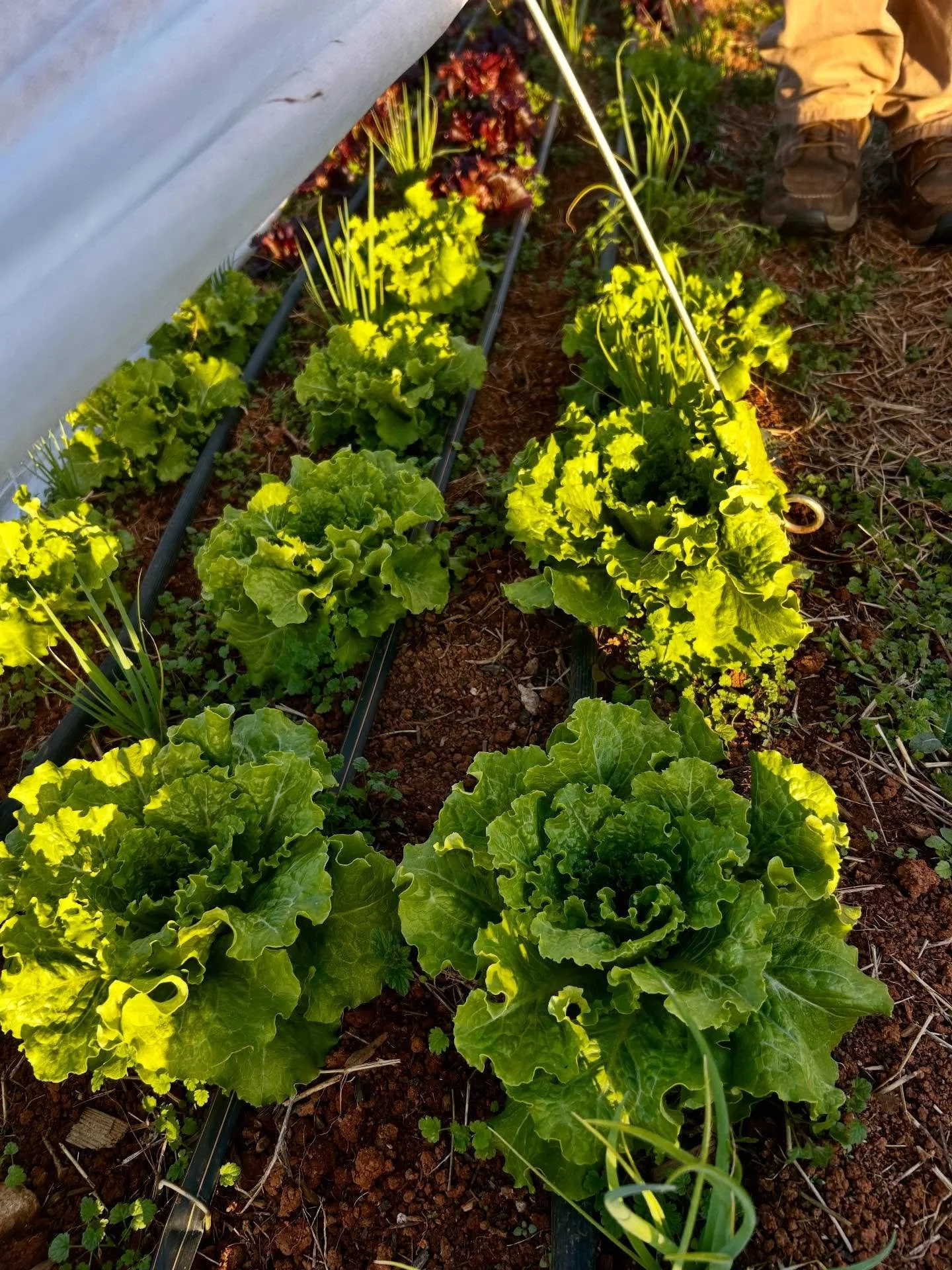 Harvesting and getting ready for everyone at the Salisbury Farmer&rsquo;s Market tomorrow!! Come get our organically-grown produce that is as tasty as it looks! Our girls 🐓 are still laying well so we will have fresh eggs and we&rsquo;ve also got ou