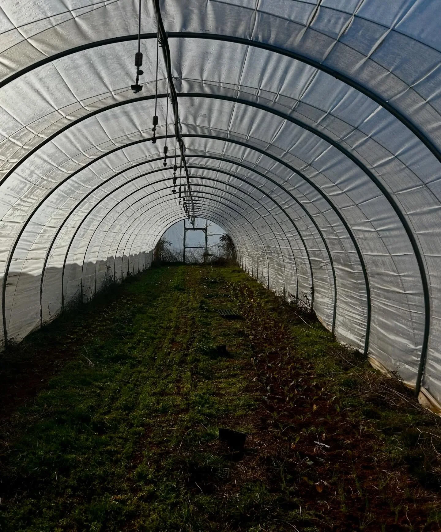 Praying for everyone as we all prep for the storm!! We will go to bed tonight grateful for what we have been given and hopeful that what is out in our fields will still be there after this storm passes. However, with the extremely low temps and ice, 