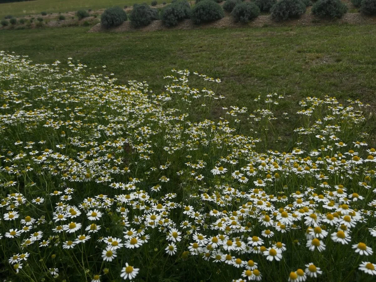 Just saw that our post didn&rsquo;t post yesterday- we apologize for that. We will not be at the market this weekend. We have been busy 😅. I will post a link to our most recent farm update. We will update when we are able to get back to the market. 