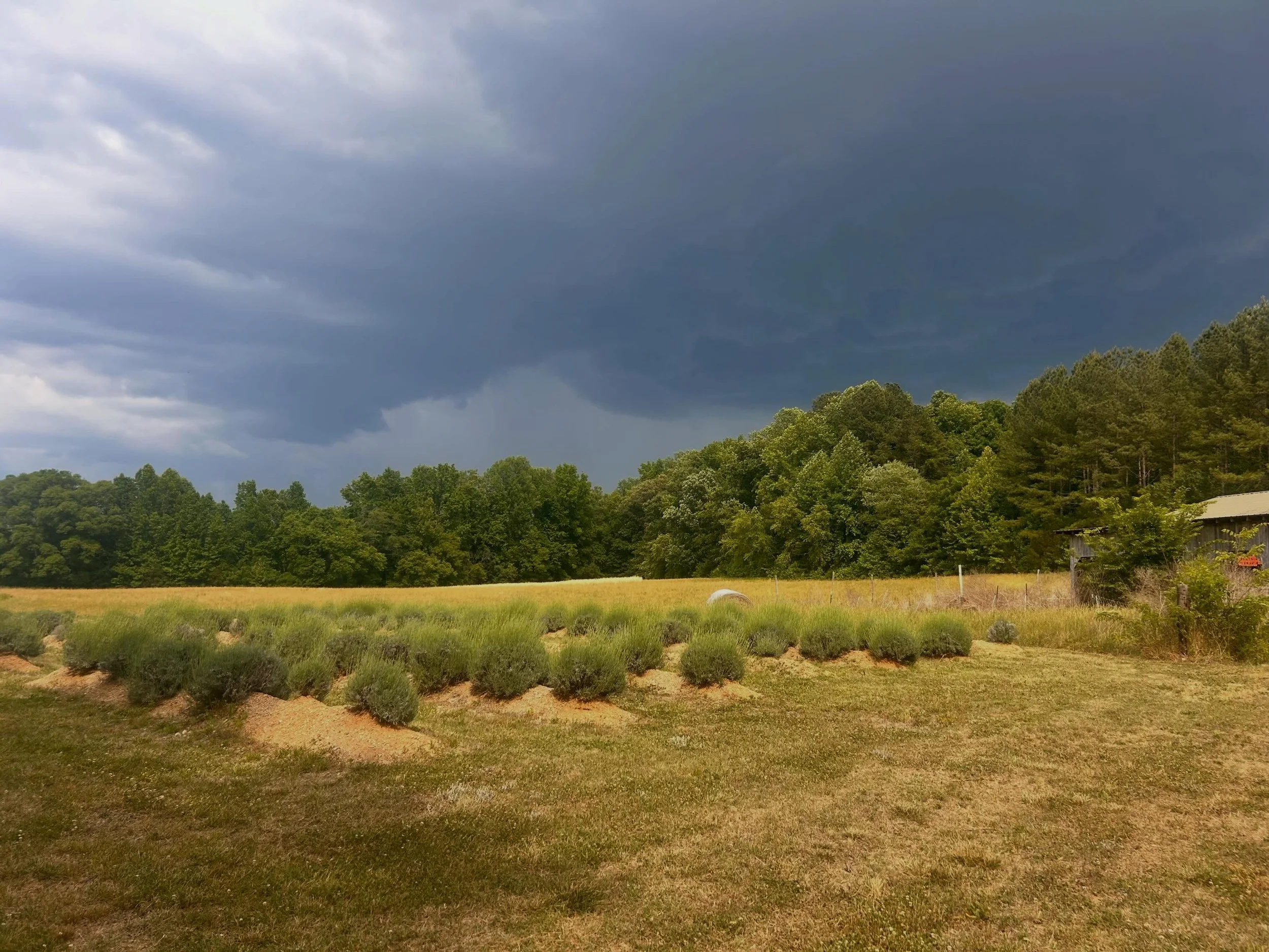 Missed us. Well, we got a couple drops outside after supper. Nothing to wet the dust yet. Some folks got some rain nearby and we are so happy for yall! Really praying we get some over the next few days! #prayingforrain oh and our earliest English var