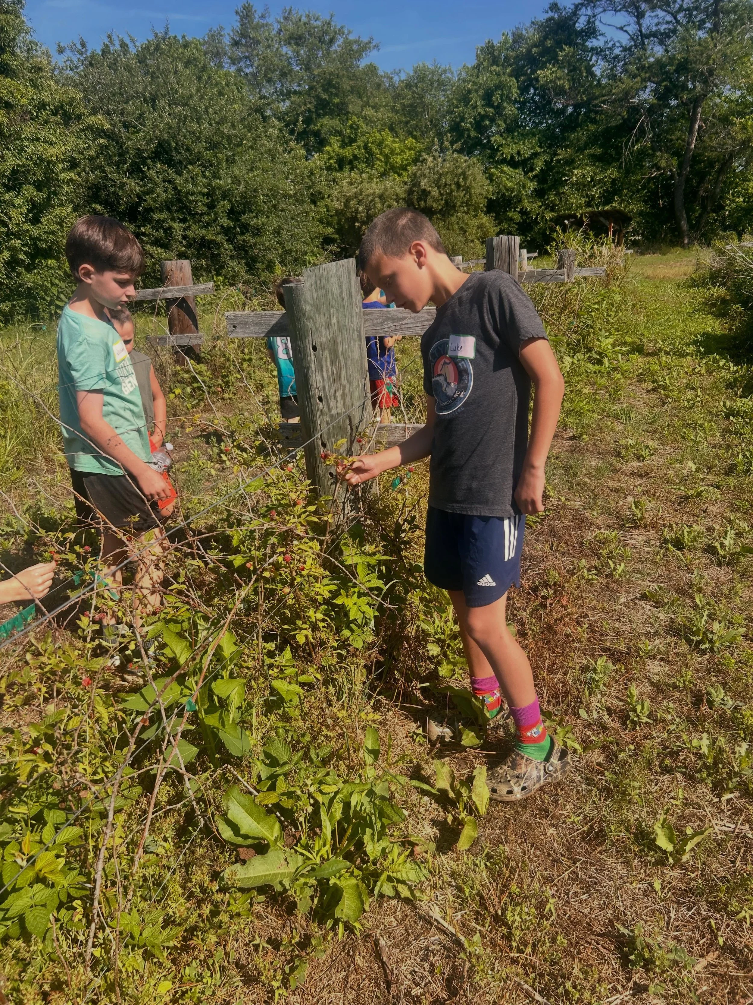 Last Day of Camp was awesome! We harvested all kinds of fruit (mulberries, raspberries, strawberries and some blueberries (but there&rsquo;s just not many things ready) and talked about fruit of the spirit! How we want to be produce good fruit! &ldqu