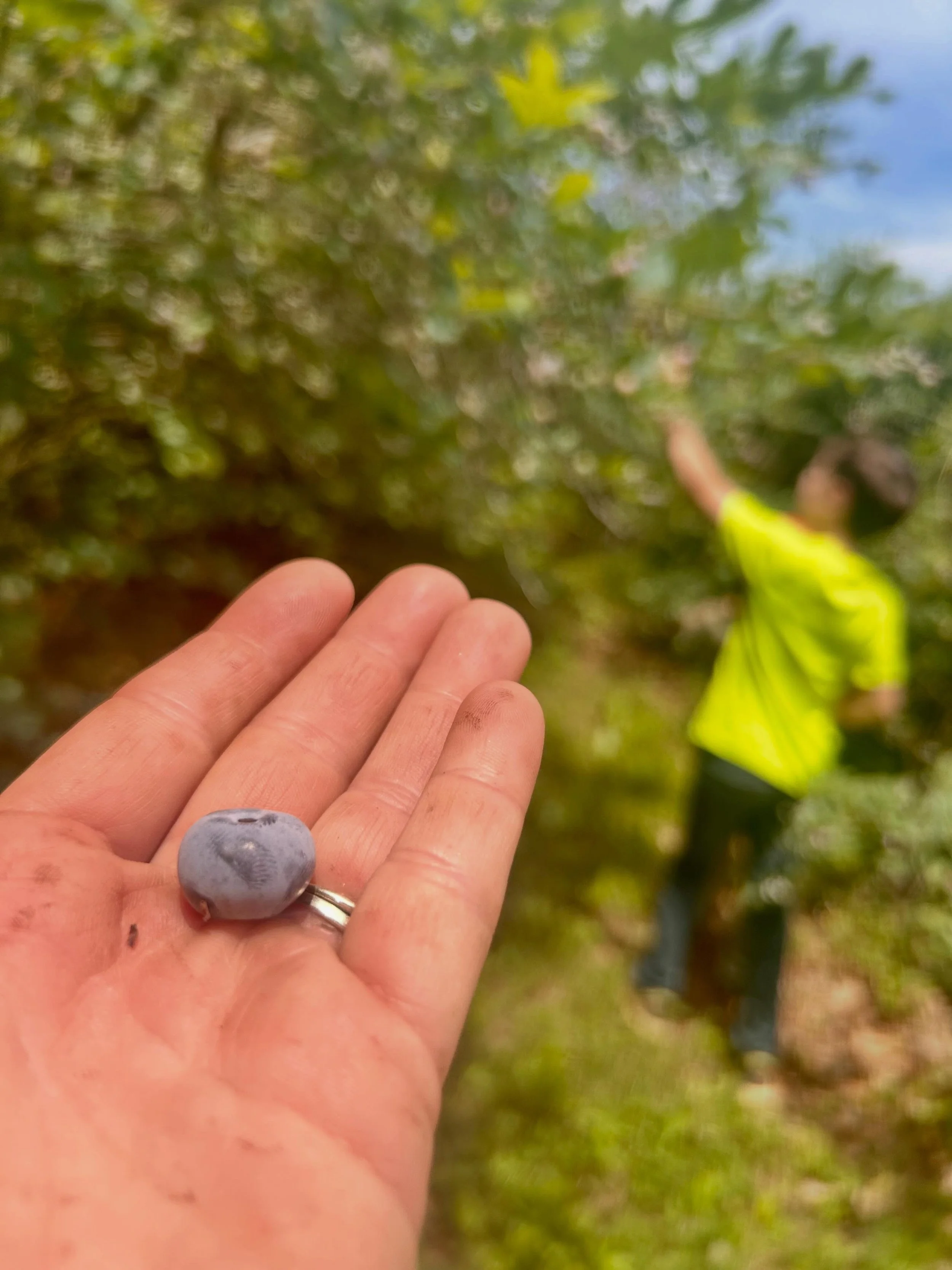 Sun and heat is turning some berries fast! 🫐 Think we will open next week for U-Pick Berries and Lavender! (Blueberries and Lavender more so than Blackberries unless they start turning faster!) Will put up appointment tickets for end of week/weekend