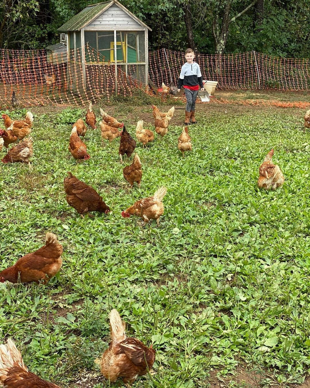 Farm Fresh Eggs SUBSCRIPTIONS (PAY WEEKLY OPTION)