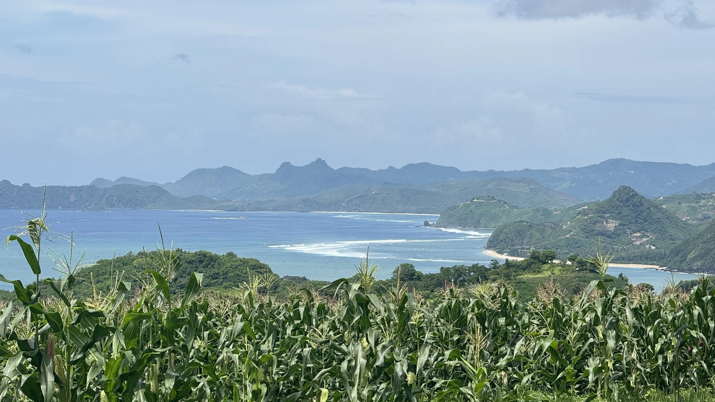 Lush green cornfield with rolling hills and a coastline with ocean waves under a blue sky with clouds.
