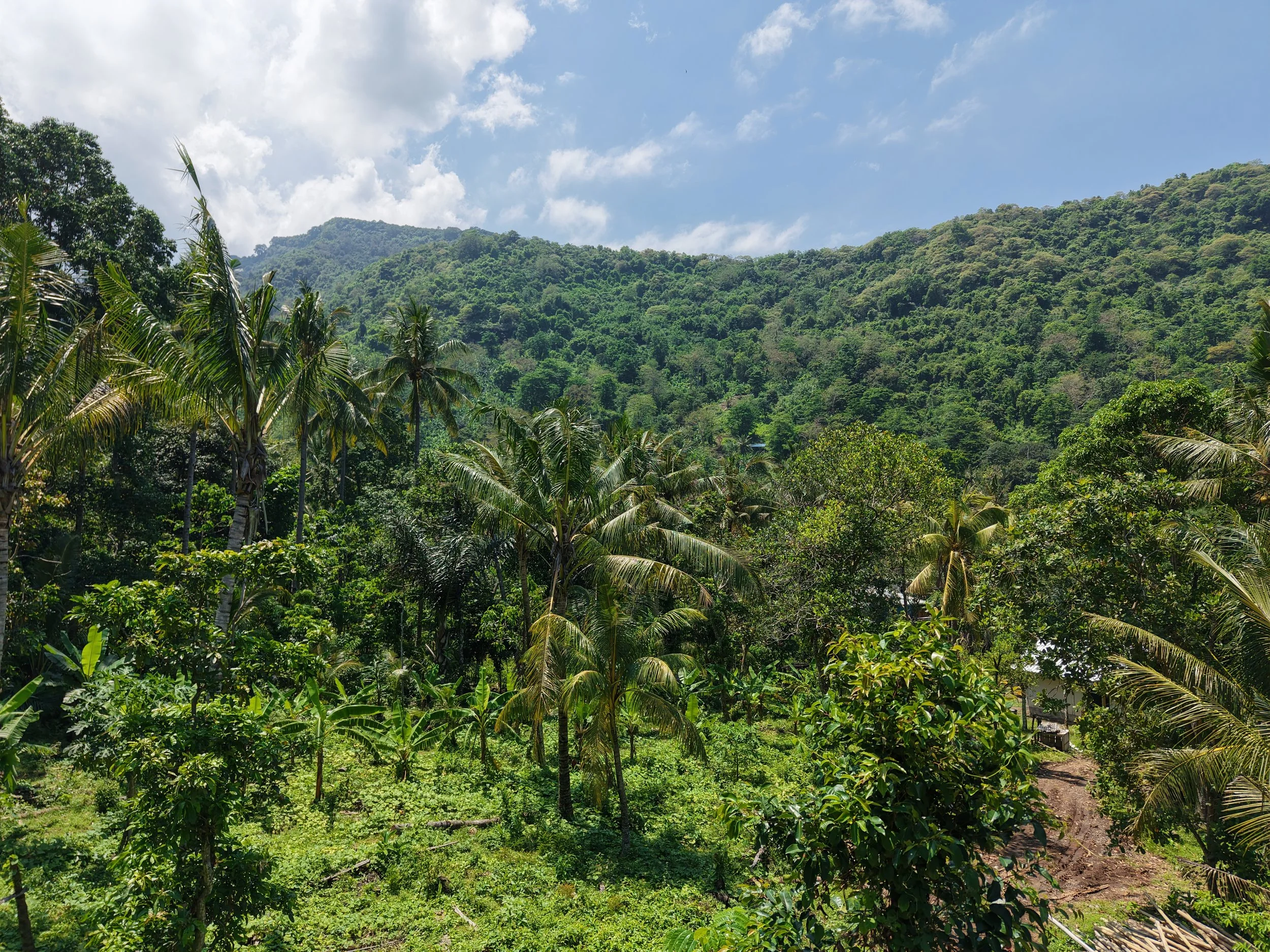 Lush green tropical landscape with dense forest, tall palm trees, and a mountain in the background under a partly cloudy blue sky.