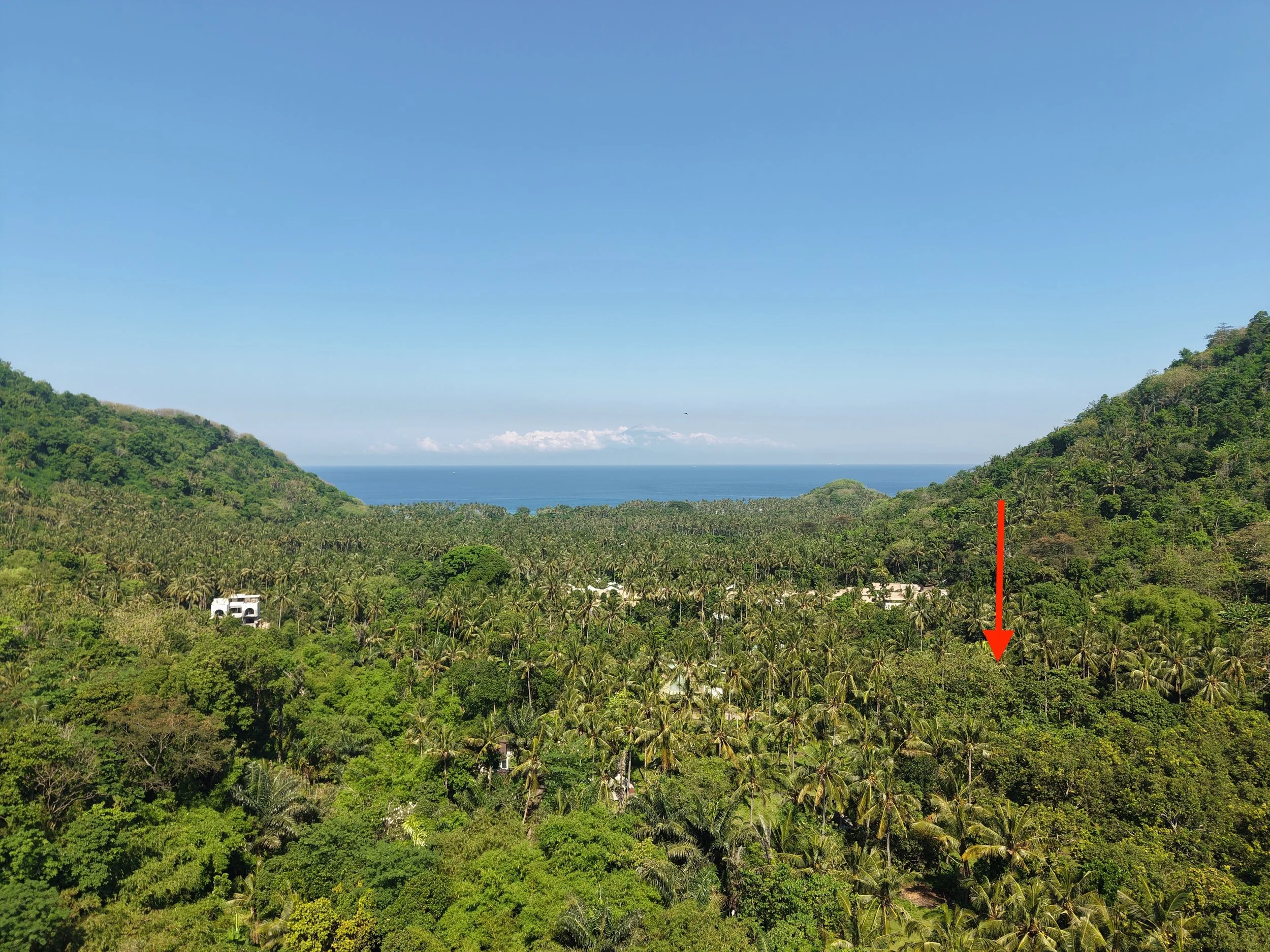 A lush green landscape with palm trees covering rolling hills leading to the ocean in the background under a clear blue sky.