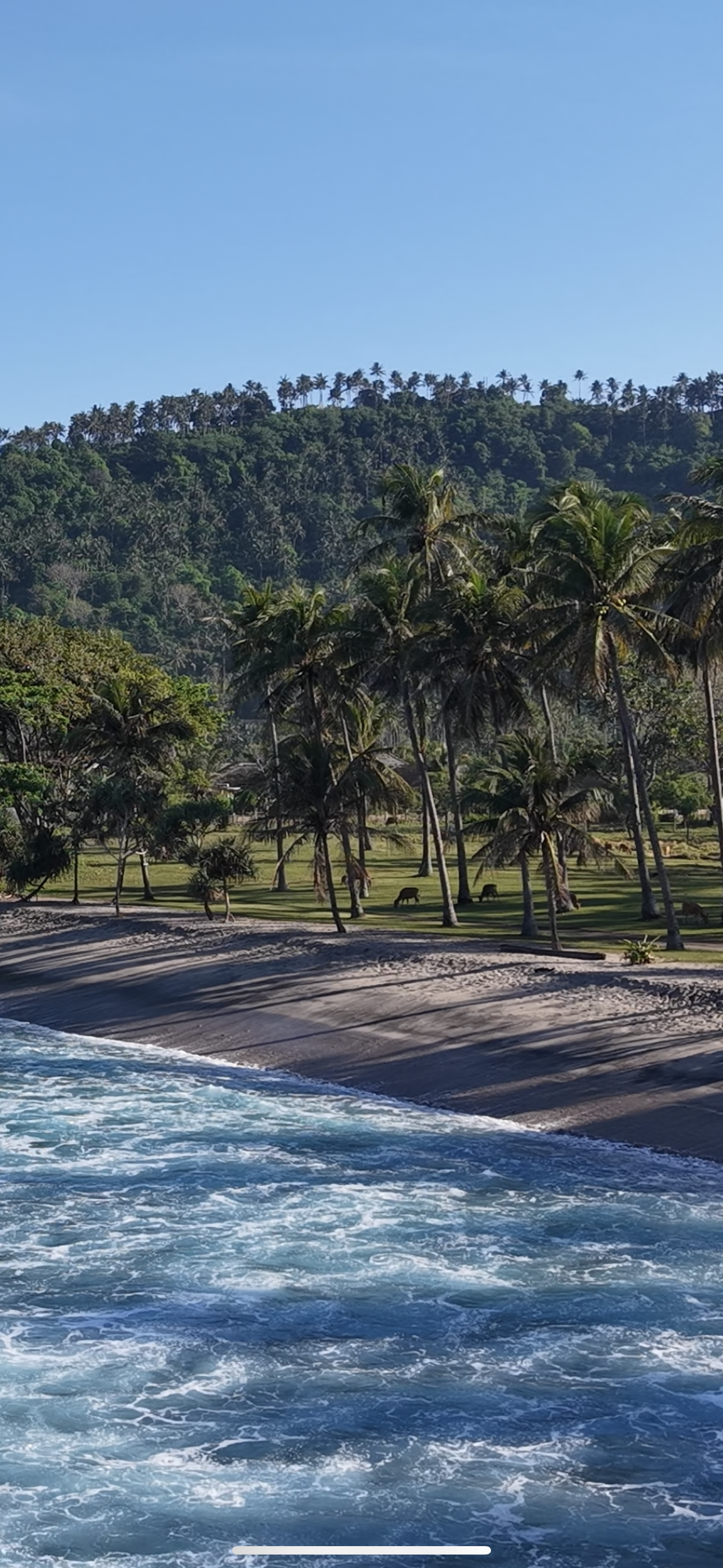 Tropical beach scene with waves crashing on the shore, palm trees, grassy area with animals, and forested hills in the background under a clear blue sky.