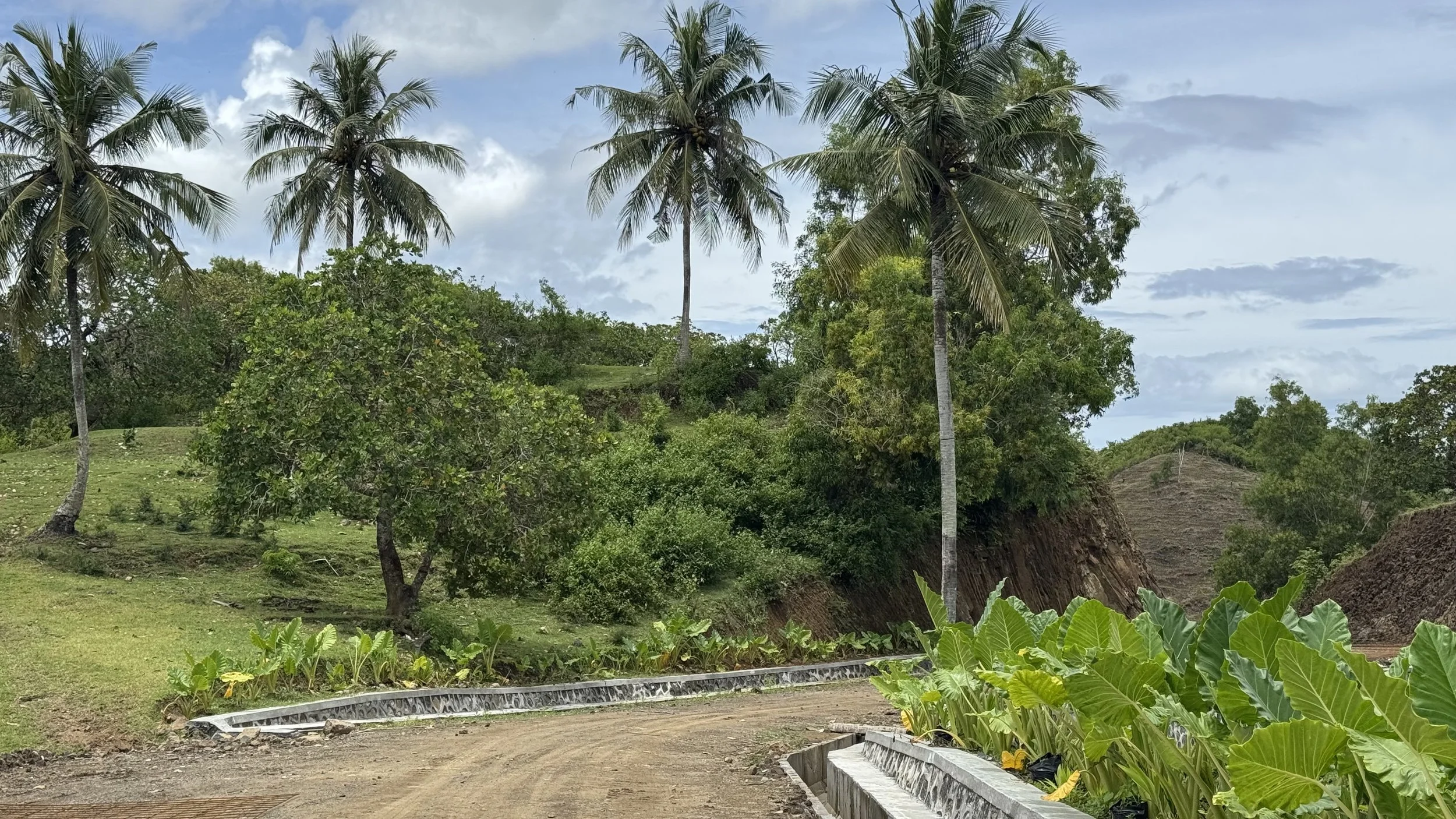 A rural landscape with palm trees, green bushes, and a dirt road. There are hillside formations in the background under a partly cloudy sky.