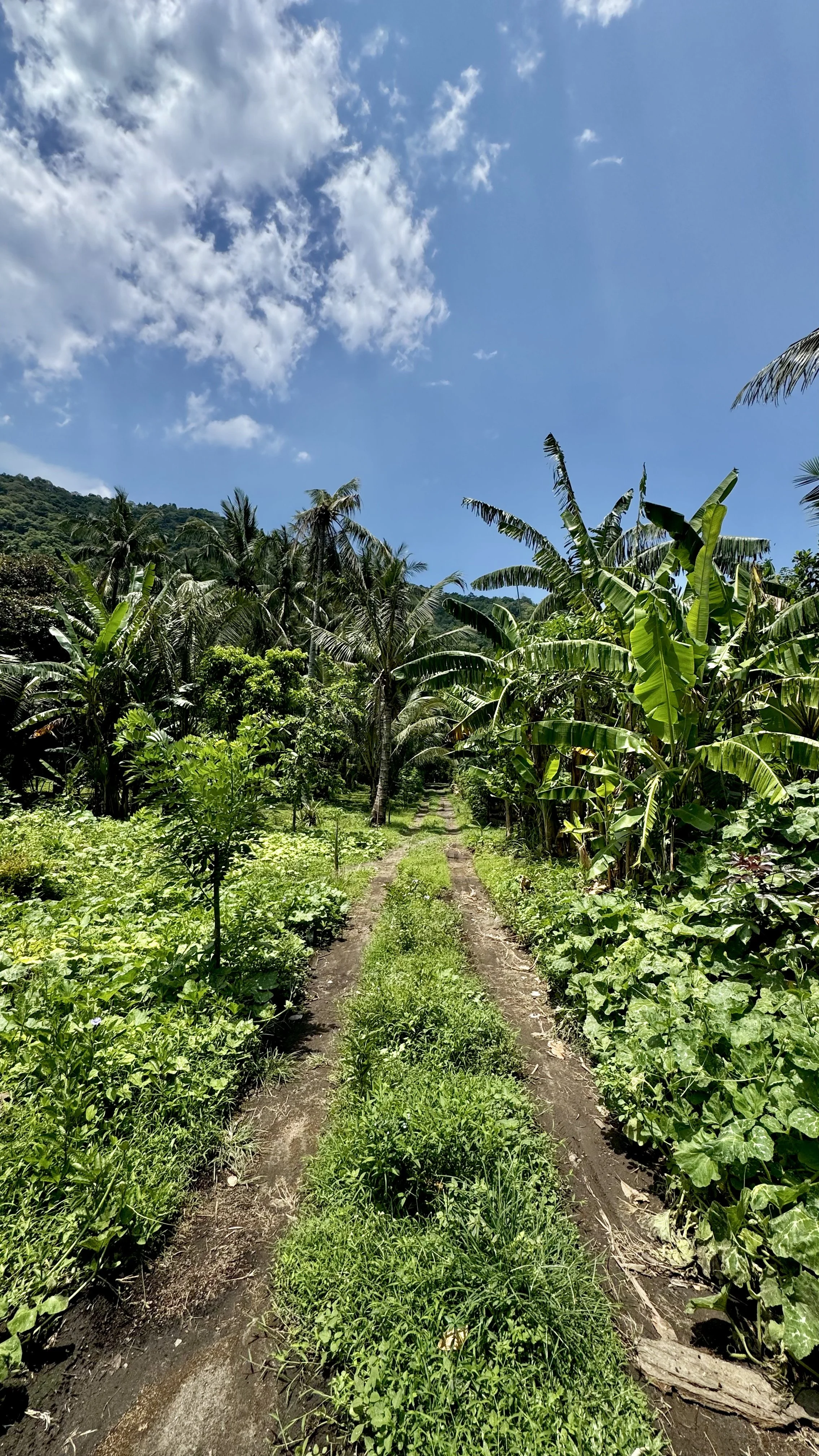 A dirt path through lush green tropical plants and banana trees under a bright blue sky with scattered clouds.