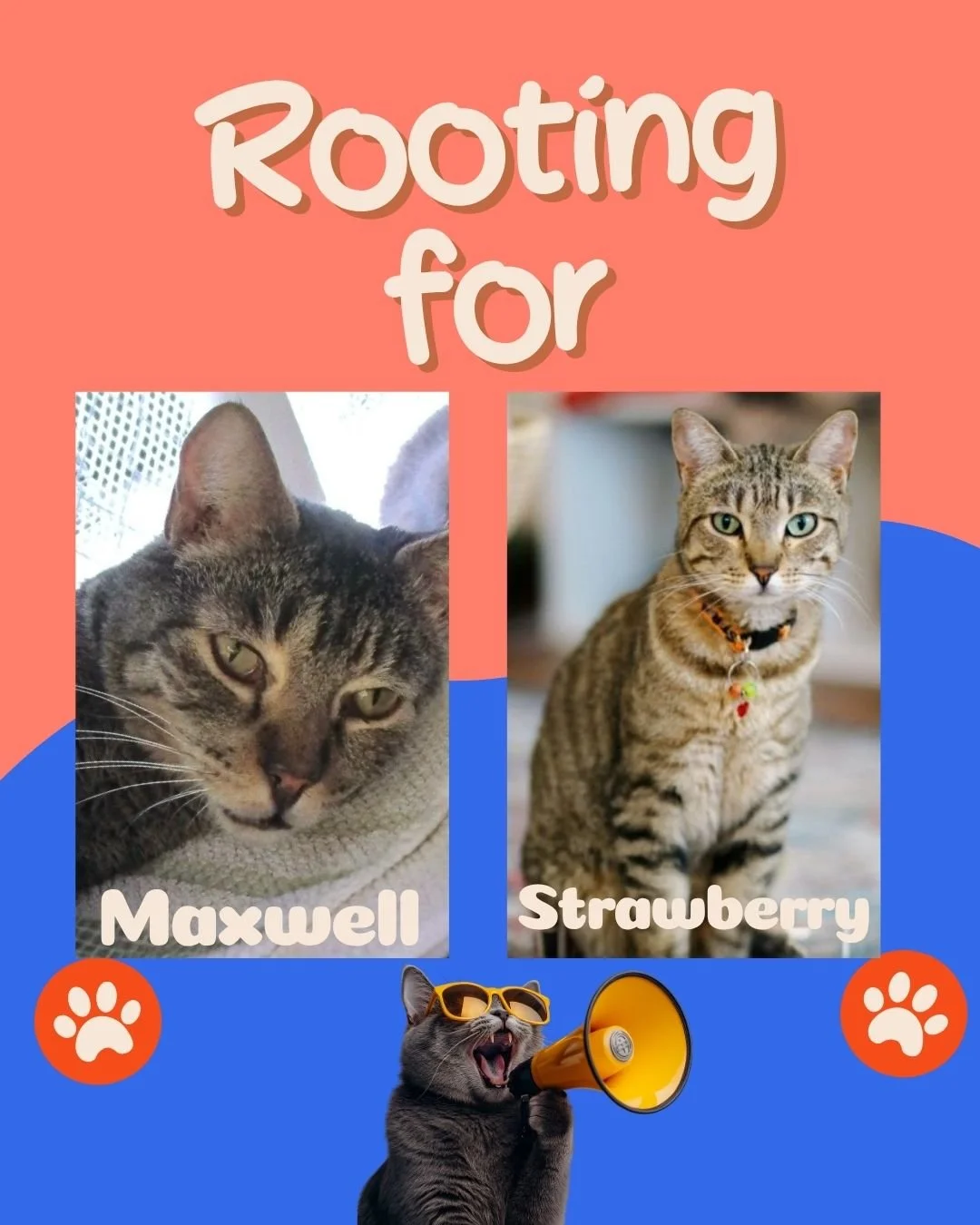 🌱🐾 Rooting for Maxwell &amp; Strawberry 🐾🌱
Maxwell (5 y.o.) has been at Kittyland since he was a tiny bottle baby. His adoption was delayed first by COVID, then by health struggles&mdash;two major dental surgeries later, he&rsquo;s finally ready 