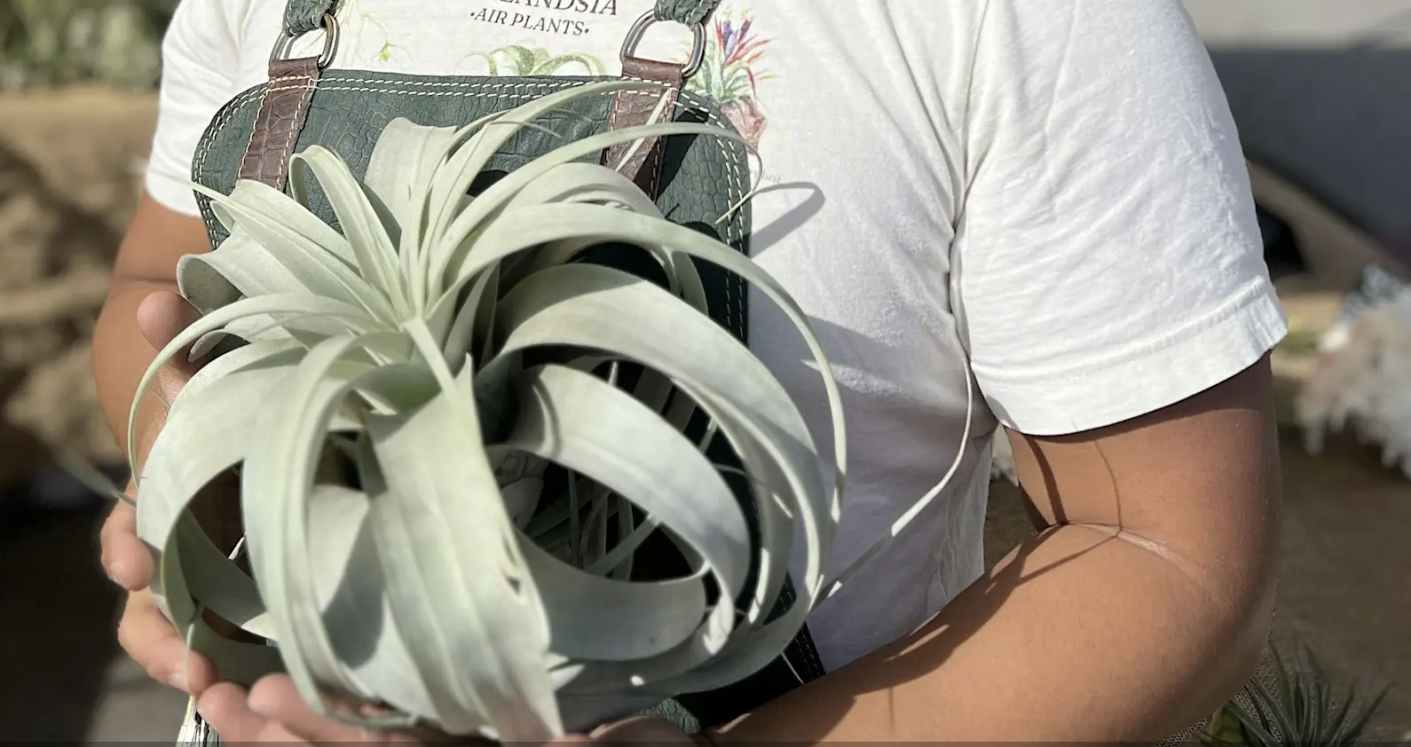  PLANT SALE, San Diego 
