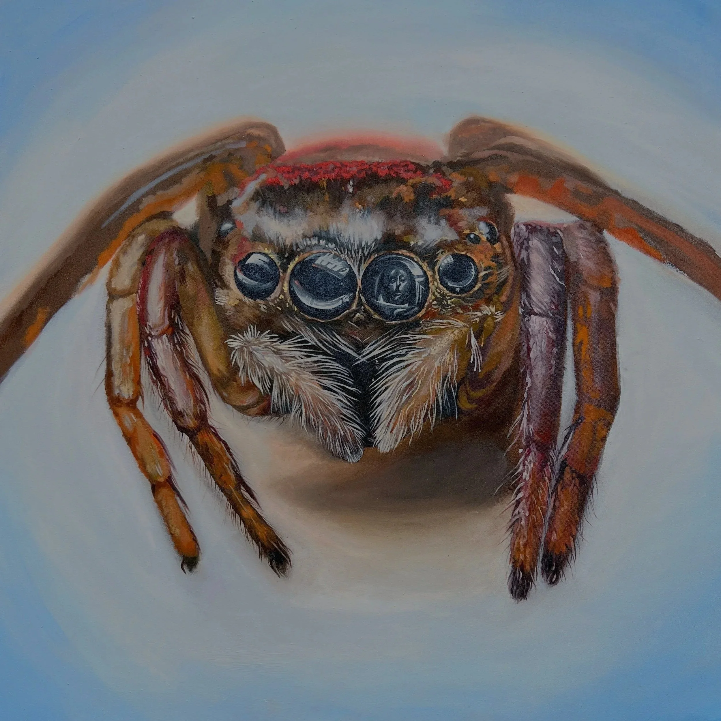 A detailed, realistic painting of a jumping spider with large, reflective eyes, set against a neutral background.