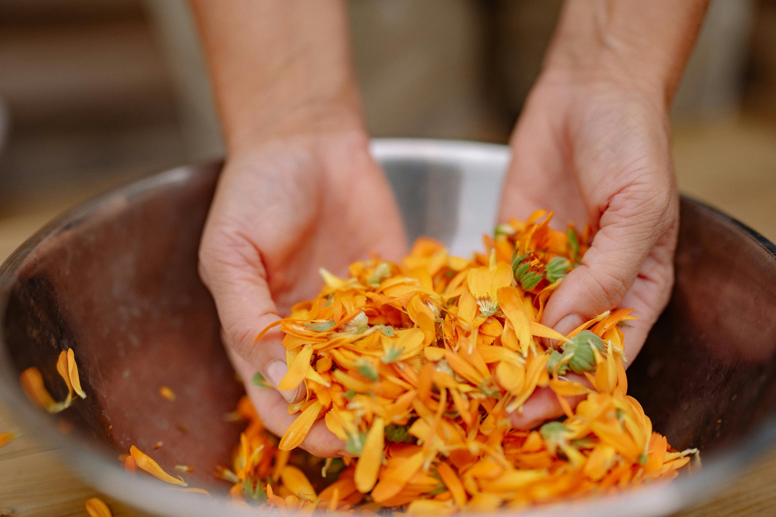 Hands mixing organic calendula flowers for teas.