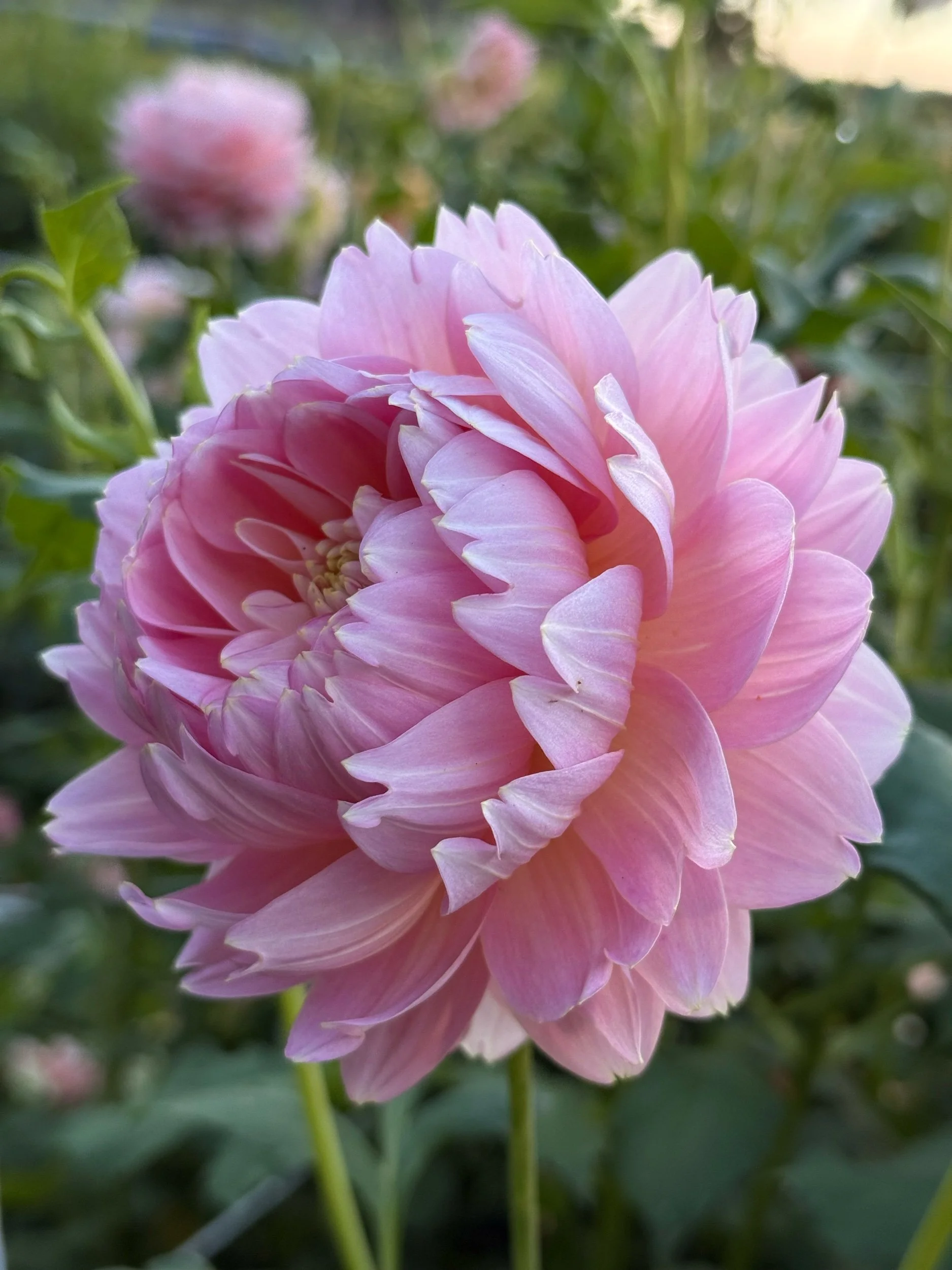 Rosemary Webb