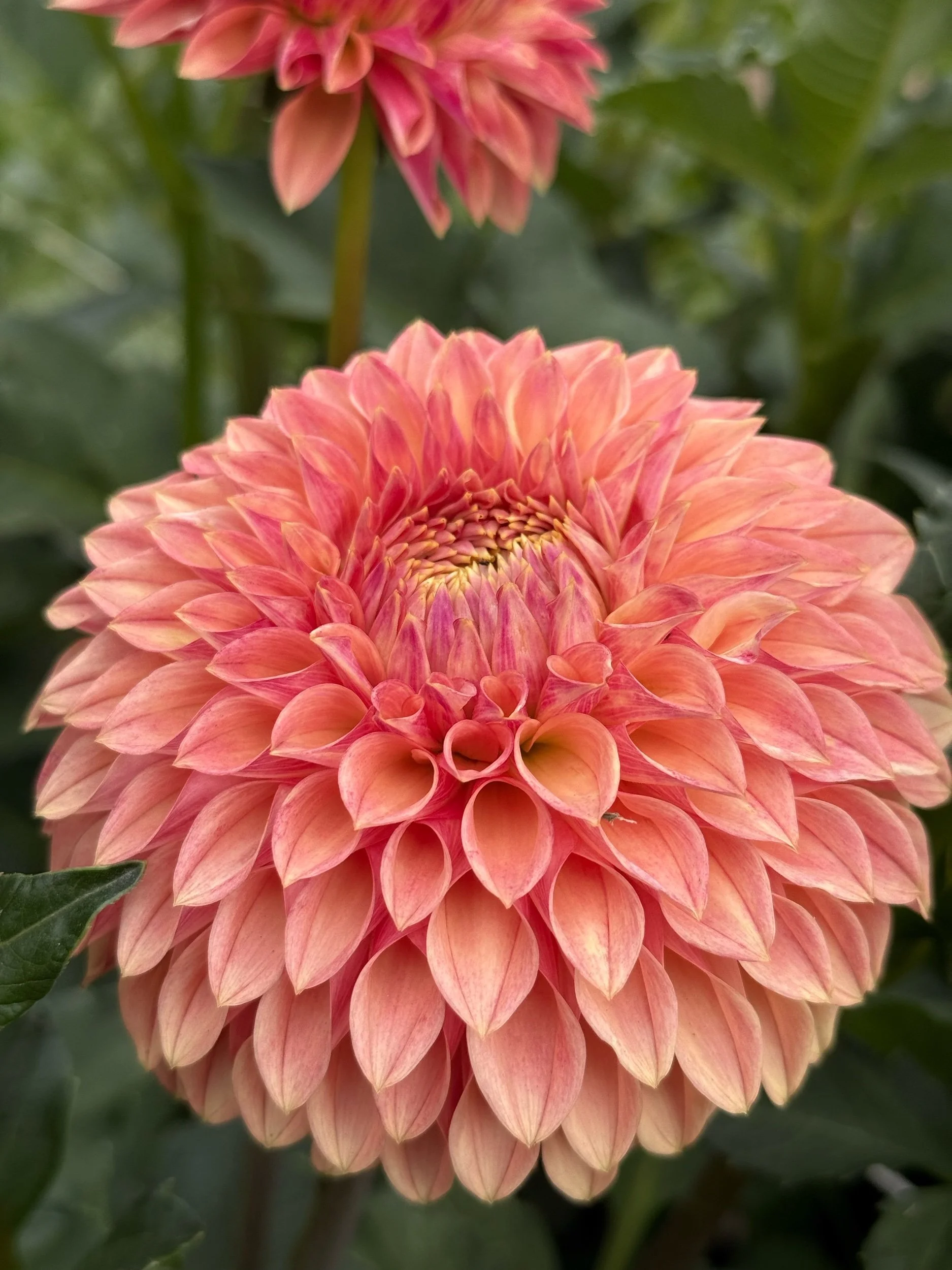 KA's® Desert Rose