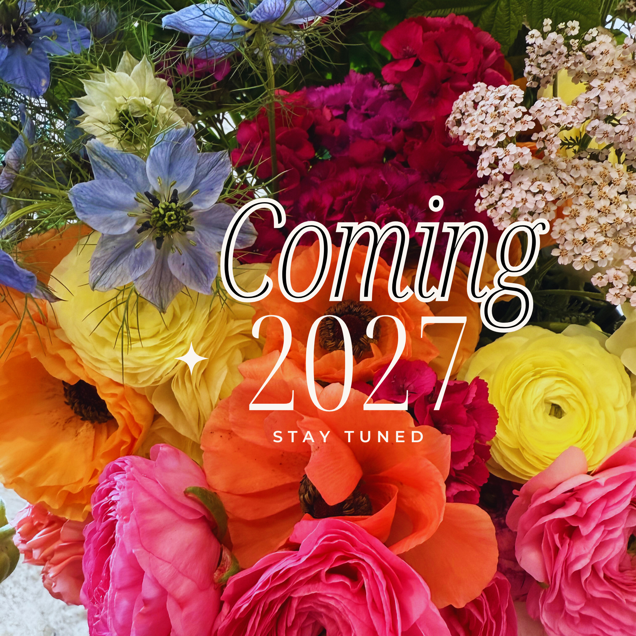 Coming Soon Dahlia (1).png