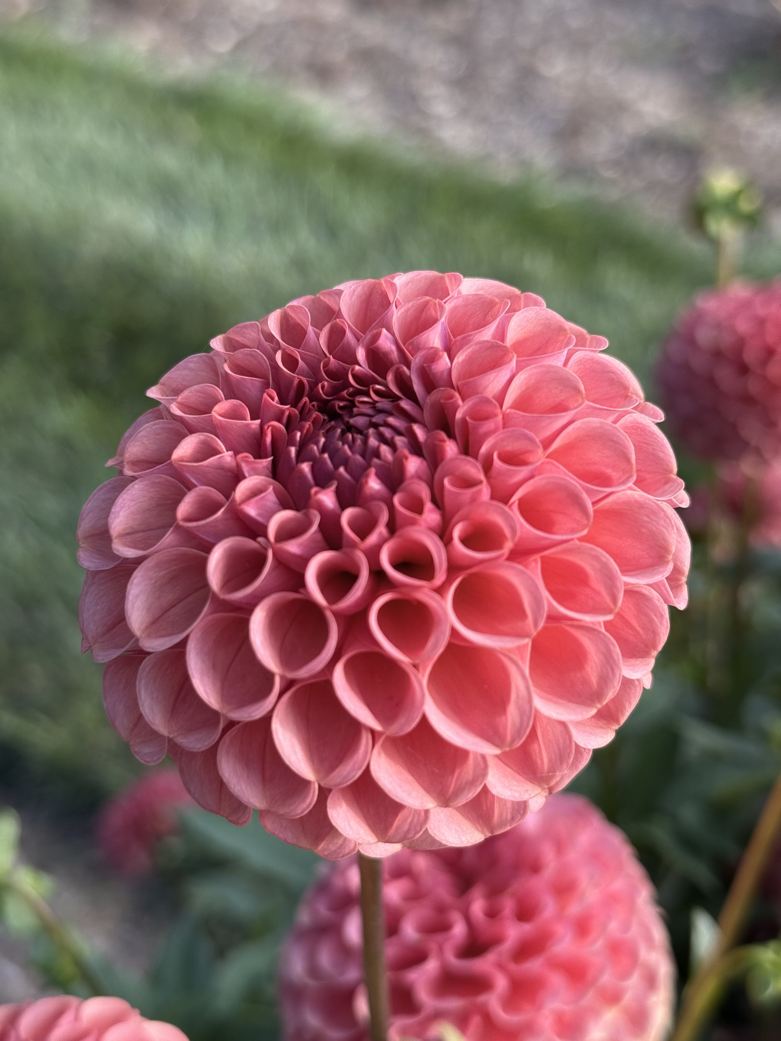 IMG_1837.jpeg