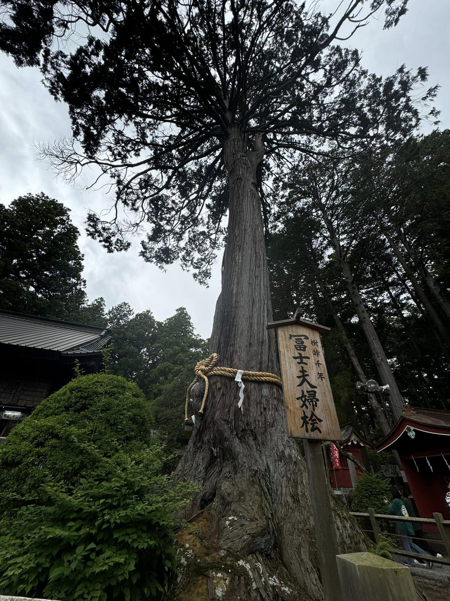 Narashino tree (1).jpg